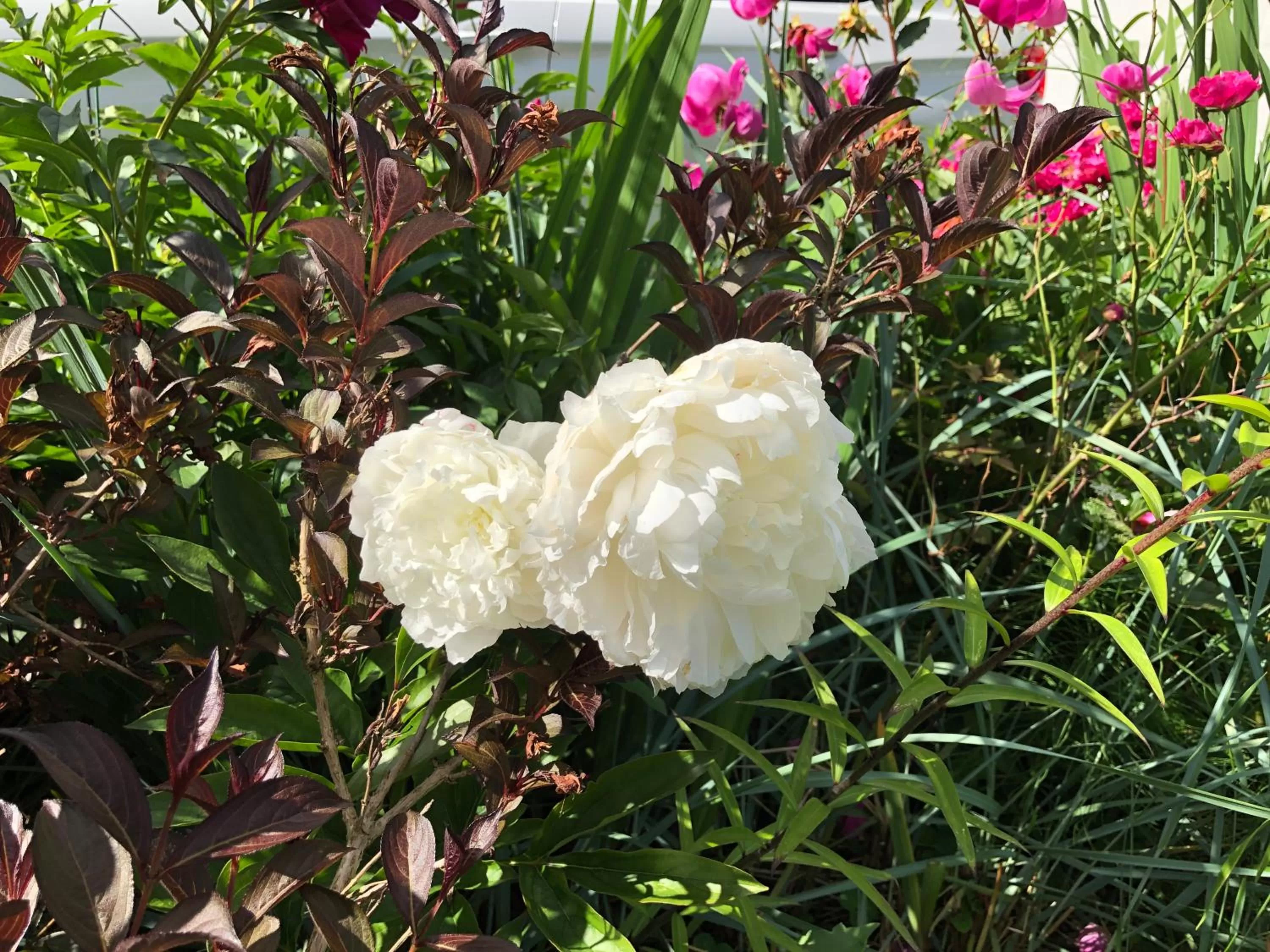 Garden in Jane's private rooms with shared washroom