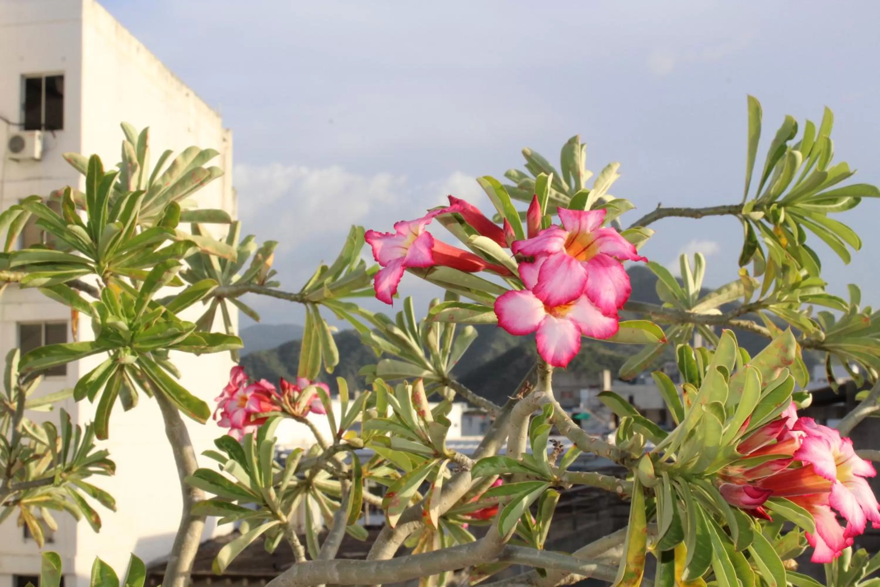 Spring in Hotel El Olimpo