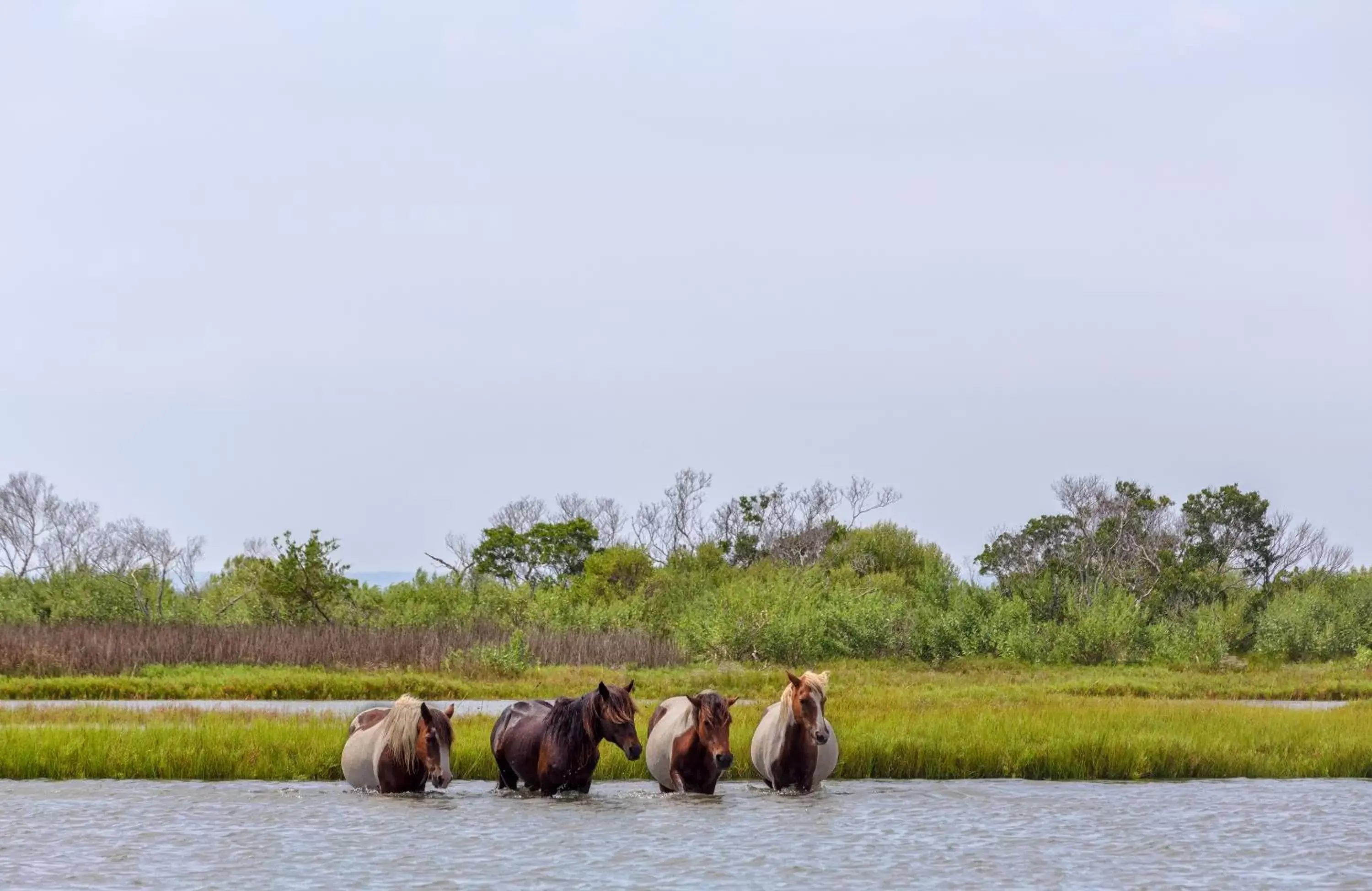 Animals, Other Animals in Chincoteague Inn