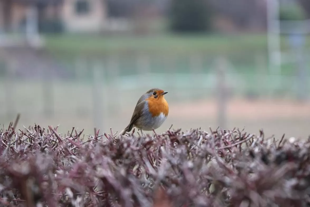Animals, Other Animals in La Maison des Copains
