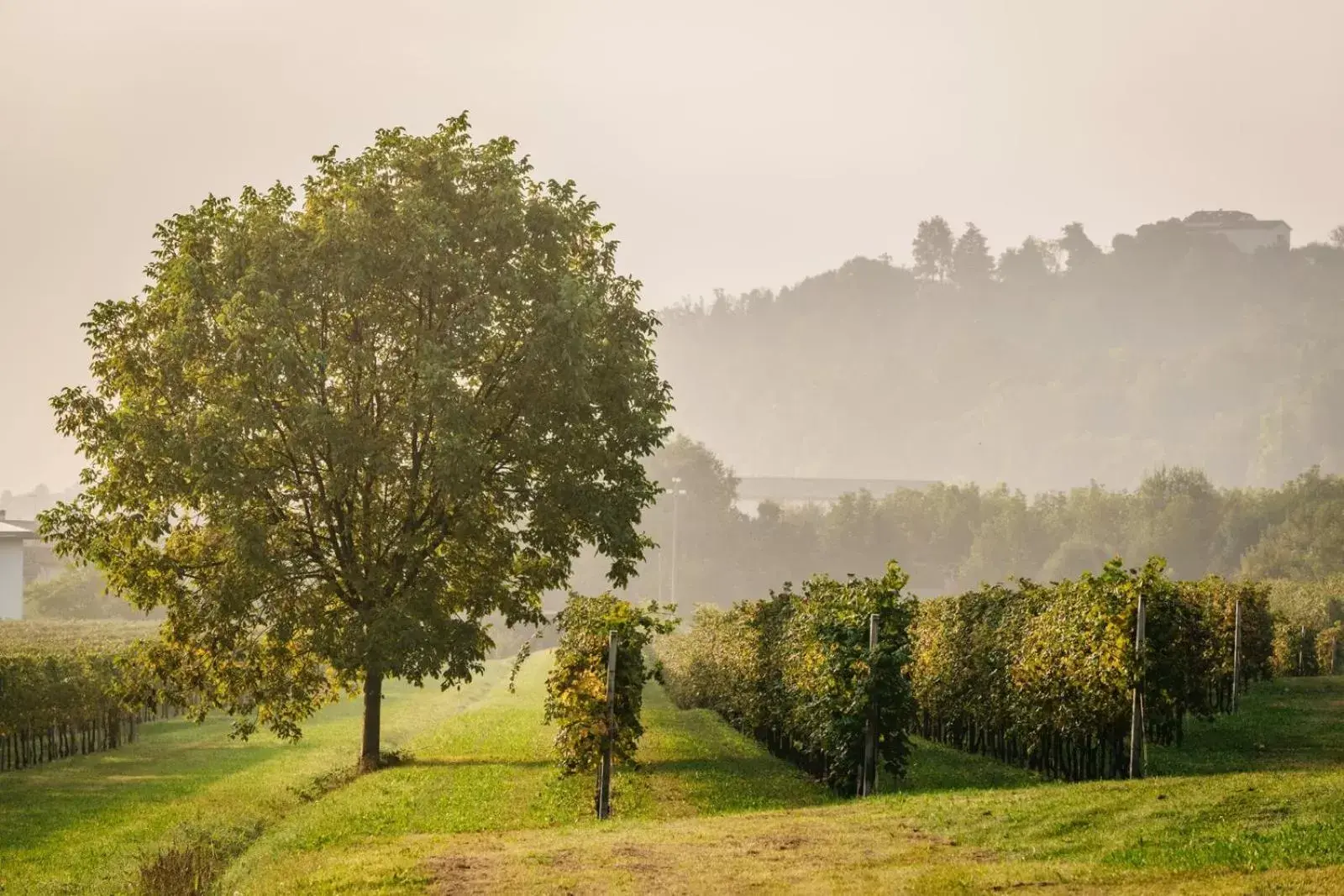 Natural landscape in Villa Clementina - Prosecco Country Hotel