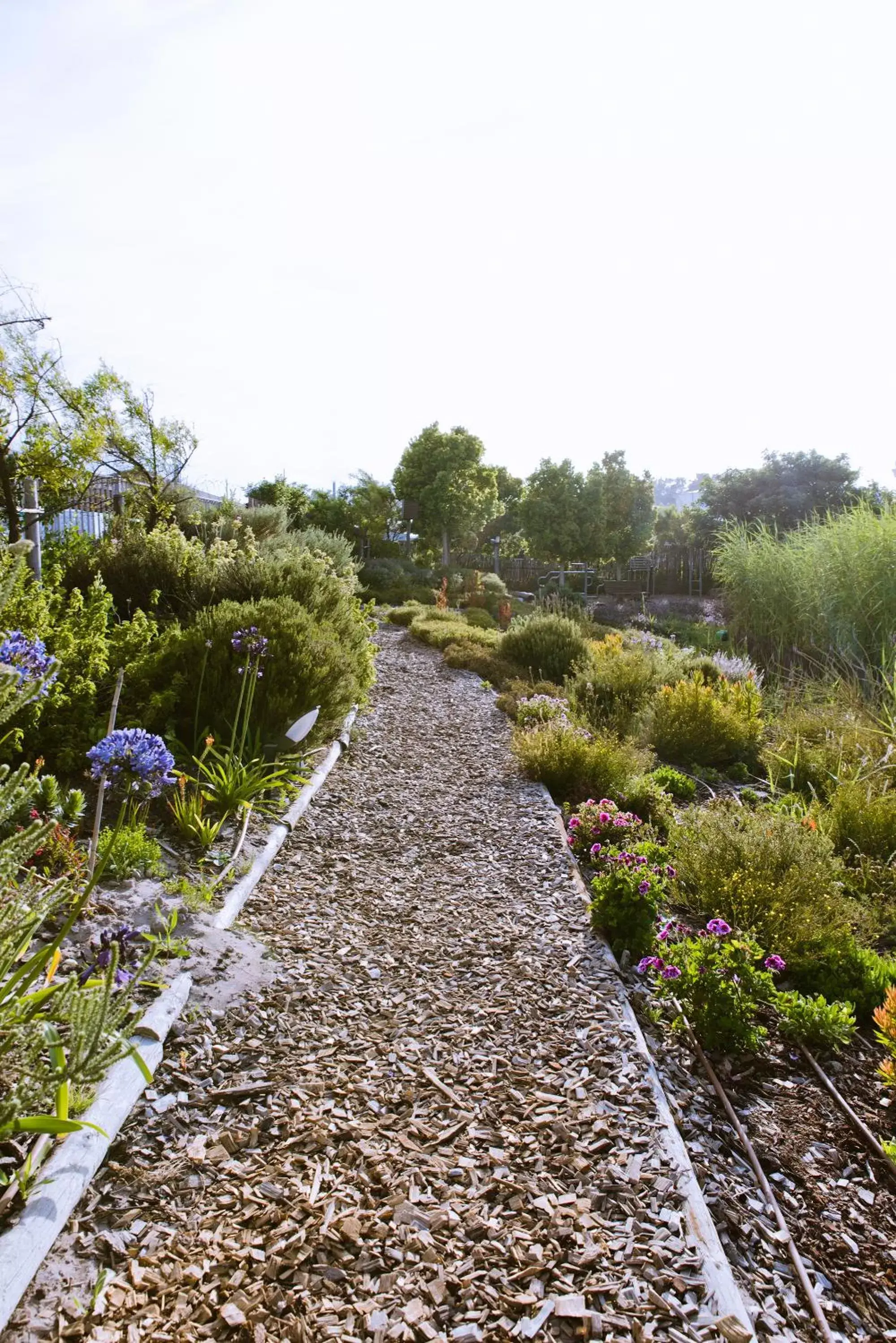 Garden, Natural Landscape in Hotel Verde Cape Town Airport