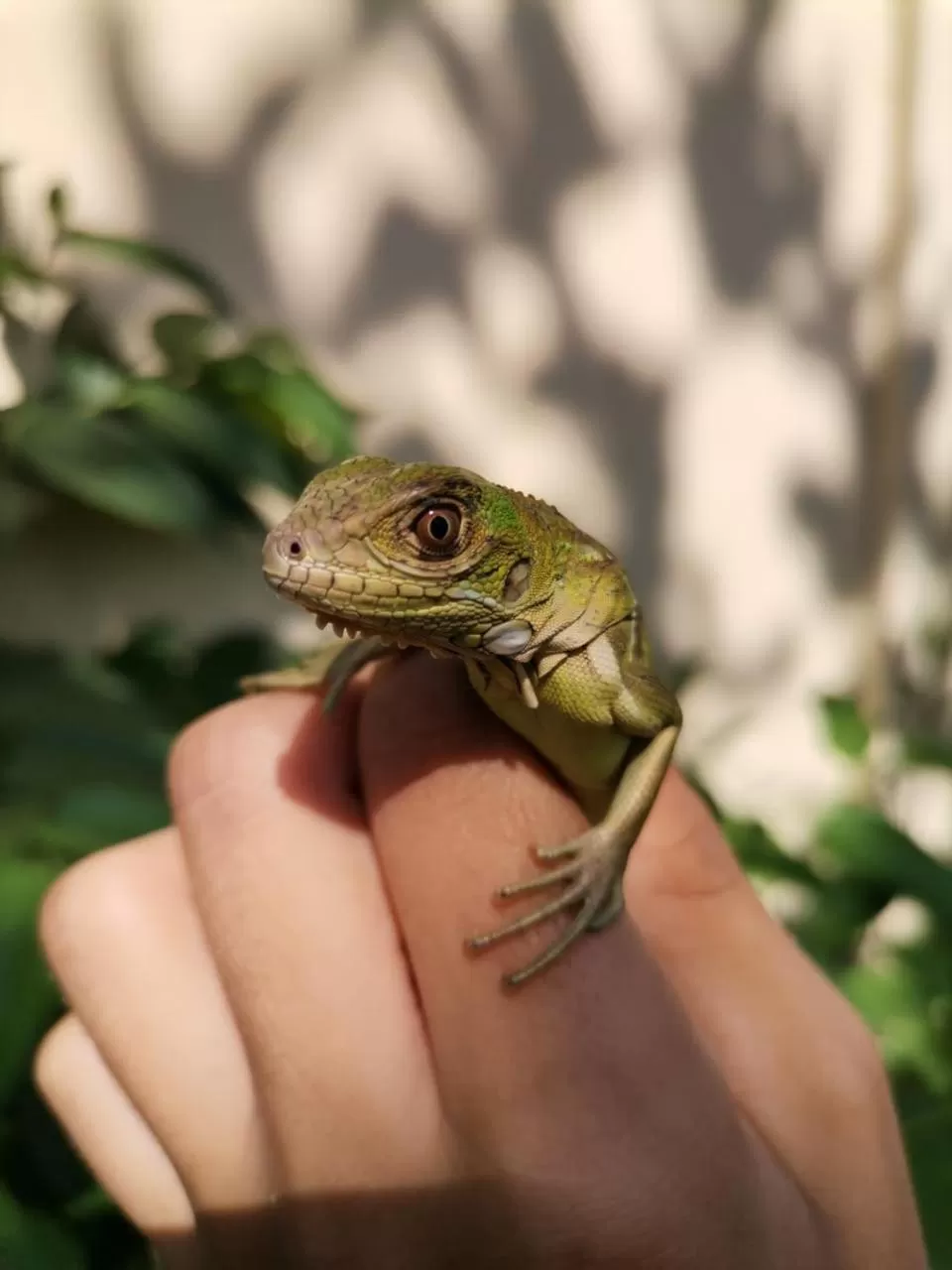 Animals in HOTEL Apartamentos Herradura #7,#9