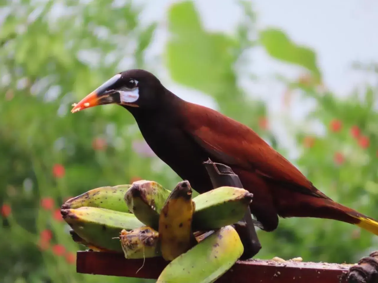 Animals, Other Animals in La Ceiba Tree Lodge