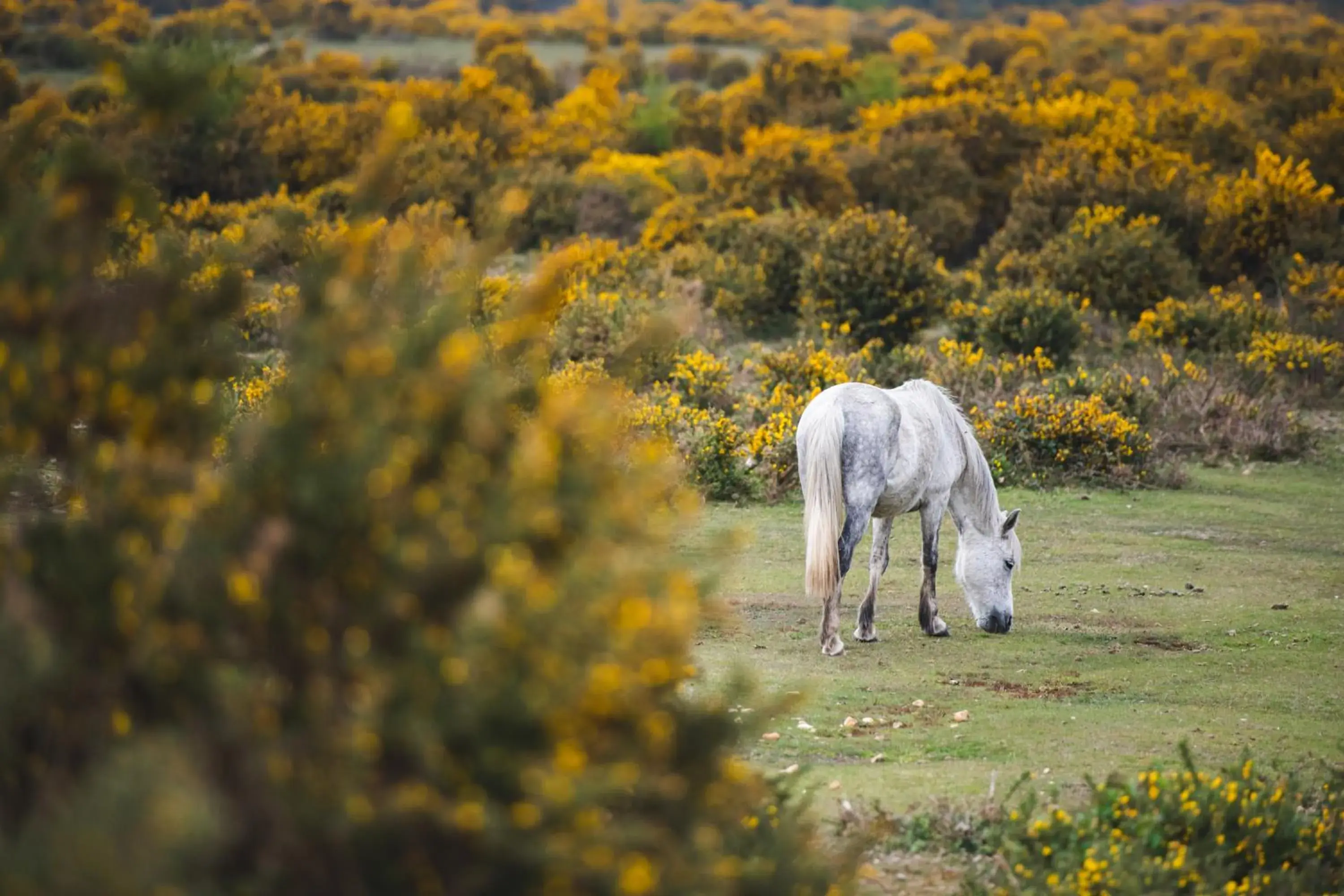 Animals, Other Animals in Bartley Lodge Hotel