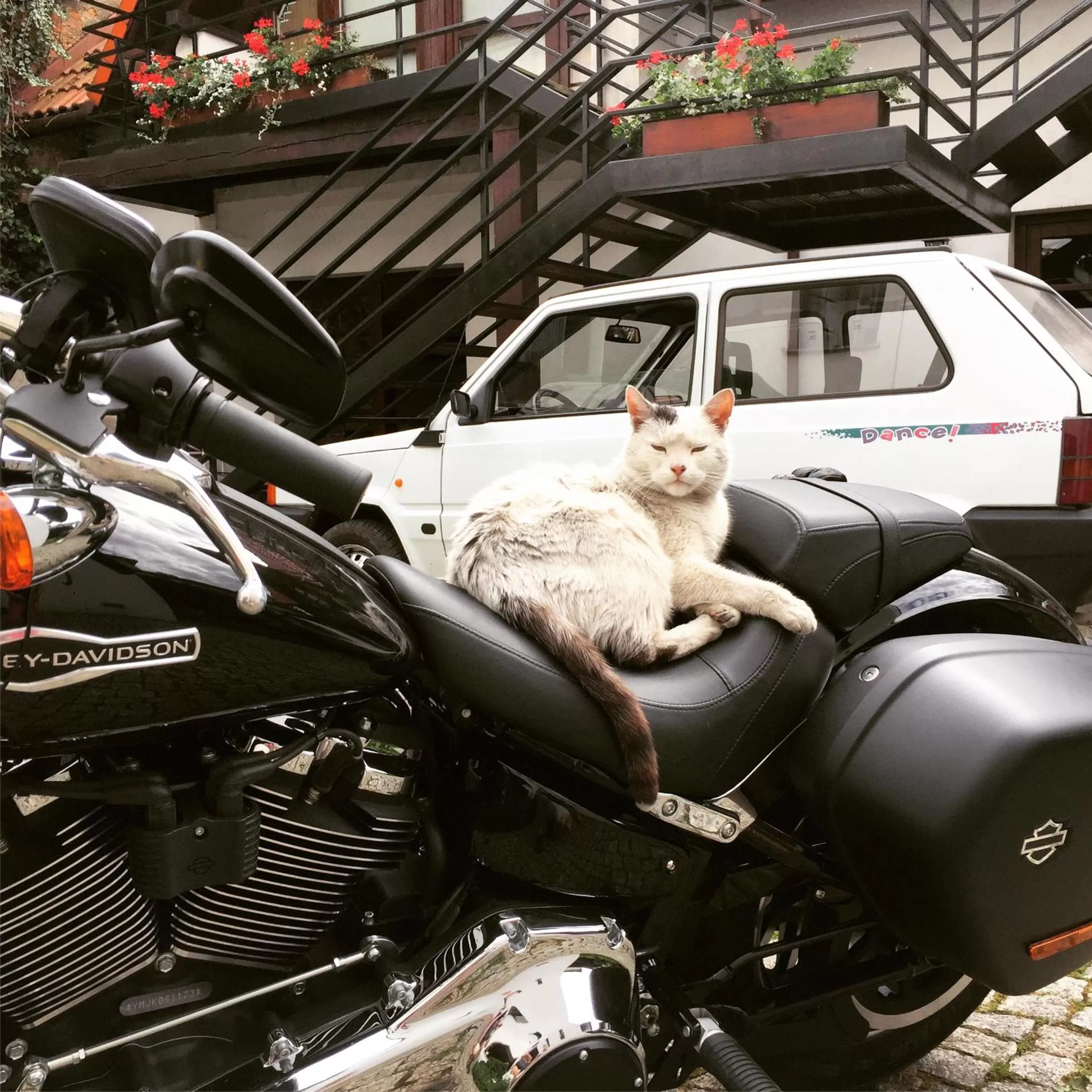 Pets in Hotel Beskid