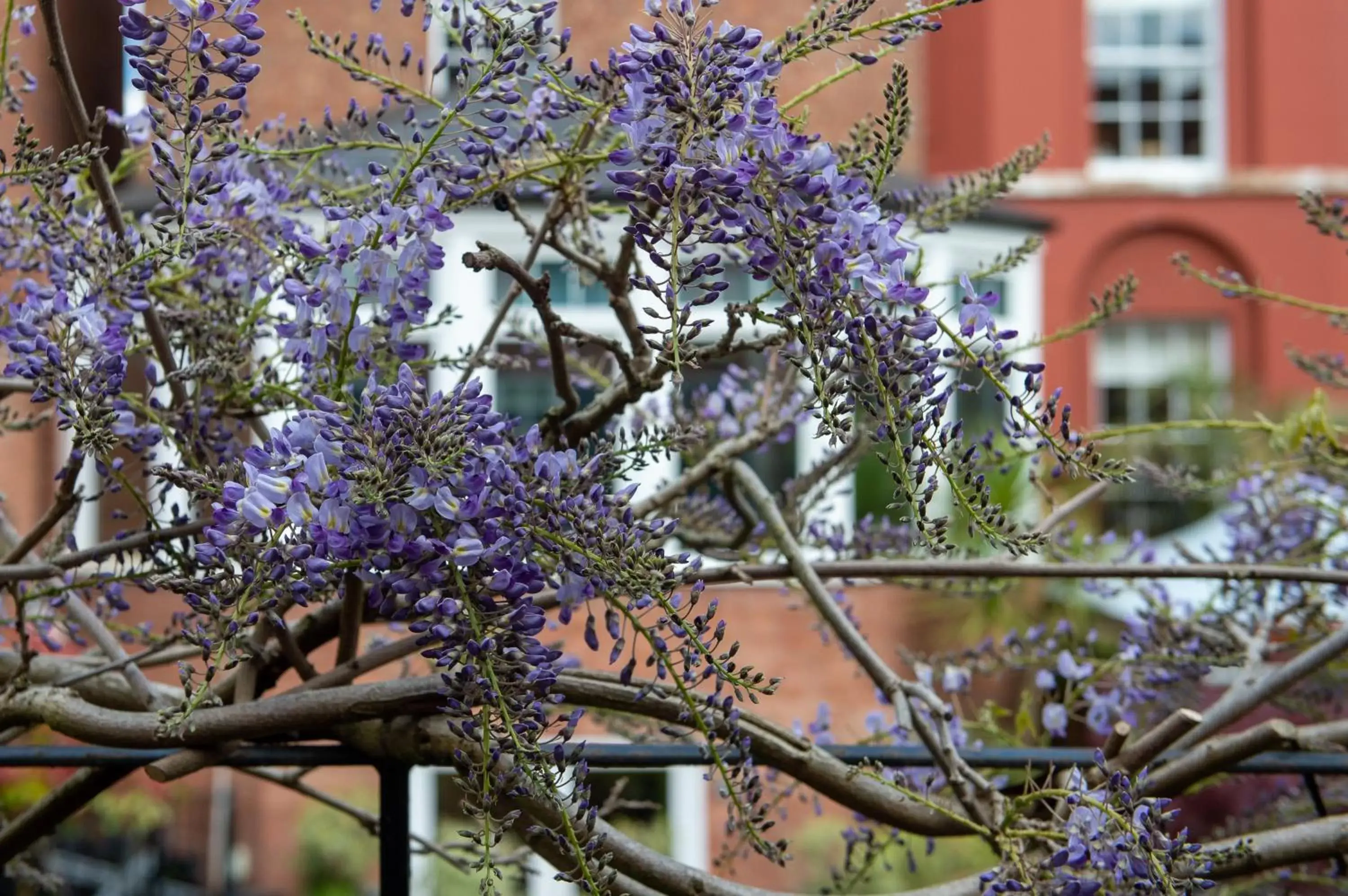 Garden in Darwin's Townhouse