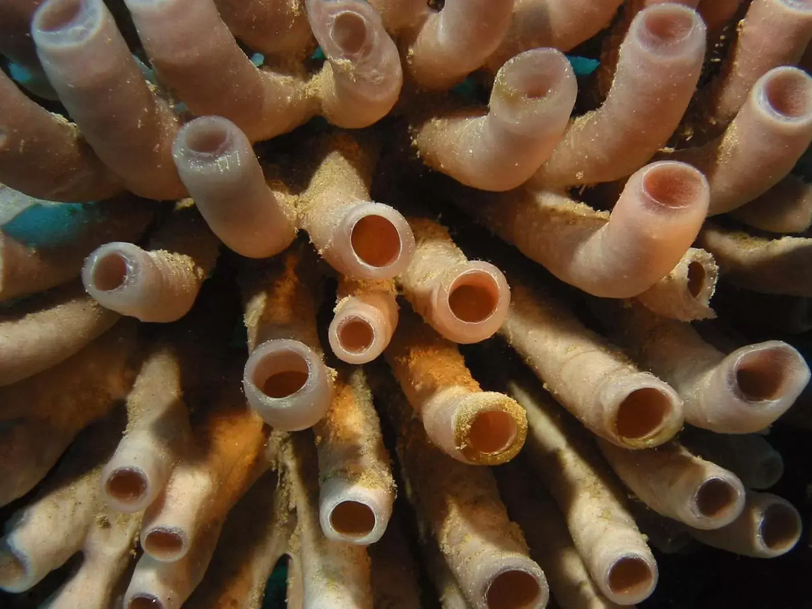 Snorkeling in Coral Sun Beach