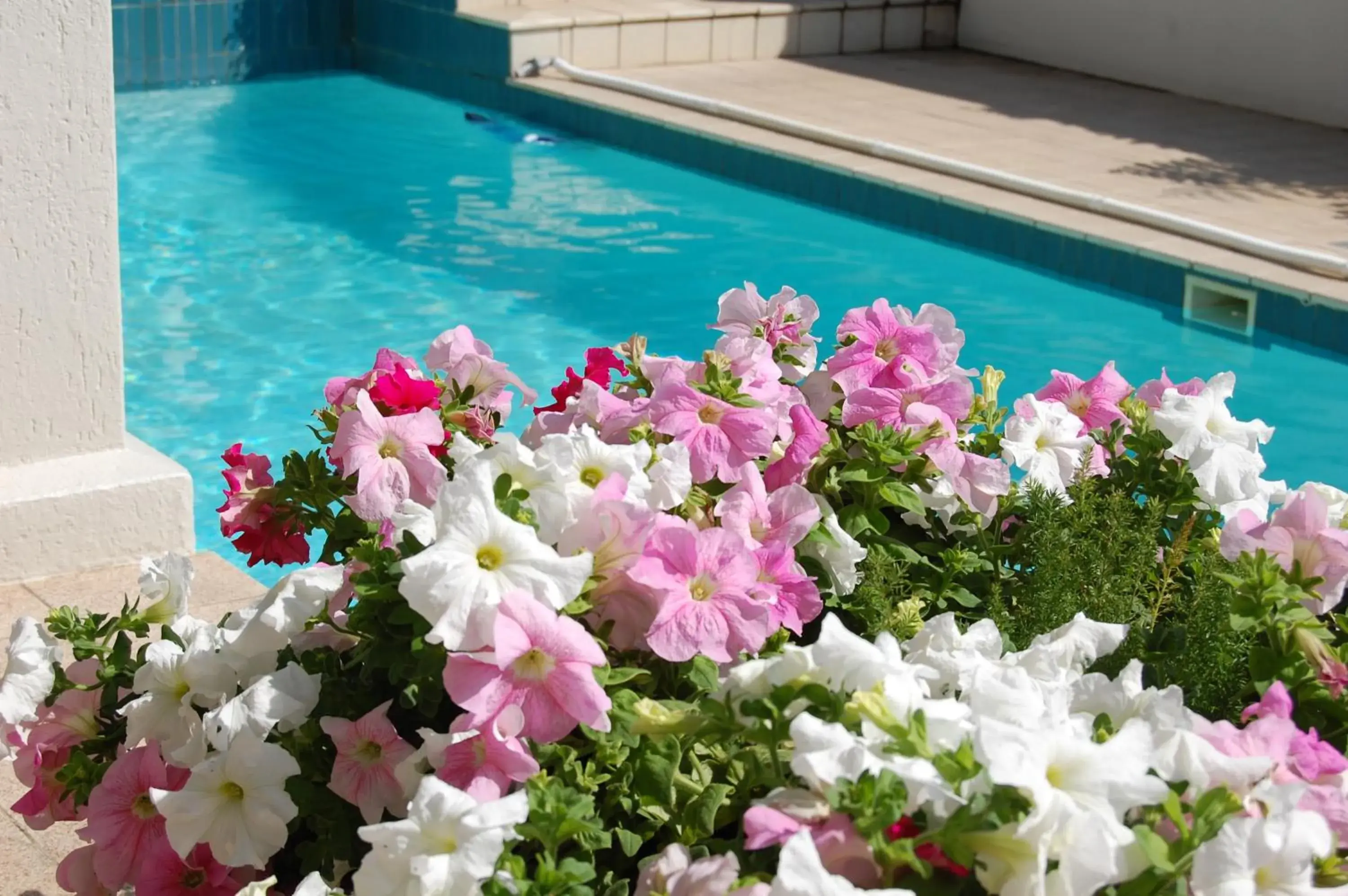 Pool view, Swimming Pool in Sandals Guest House