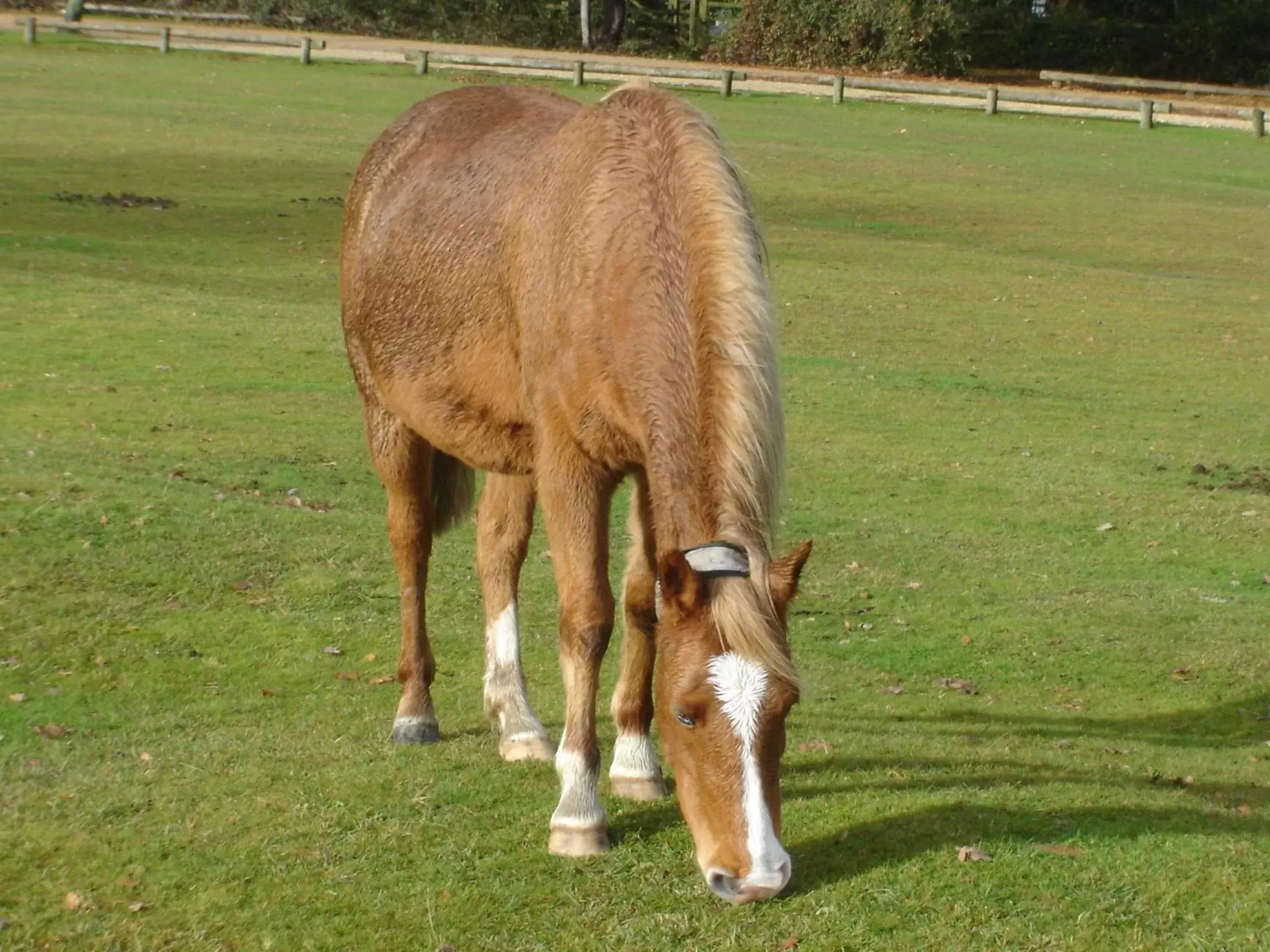 Animals, Other Animals in Hunters Croft