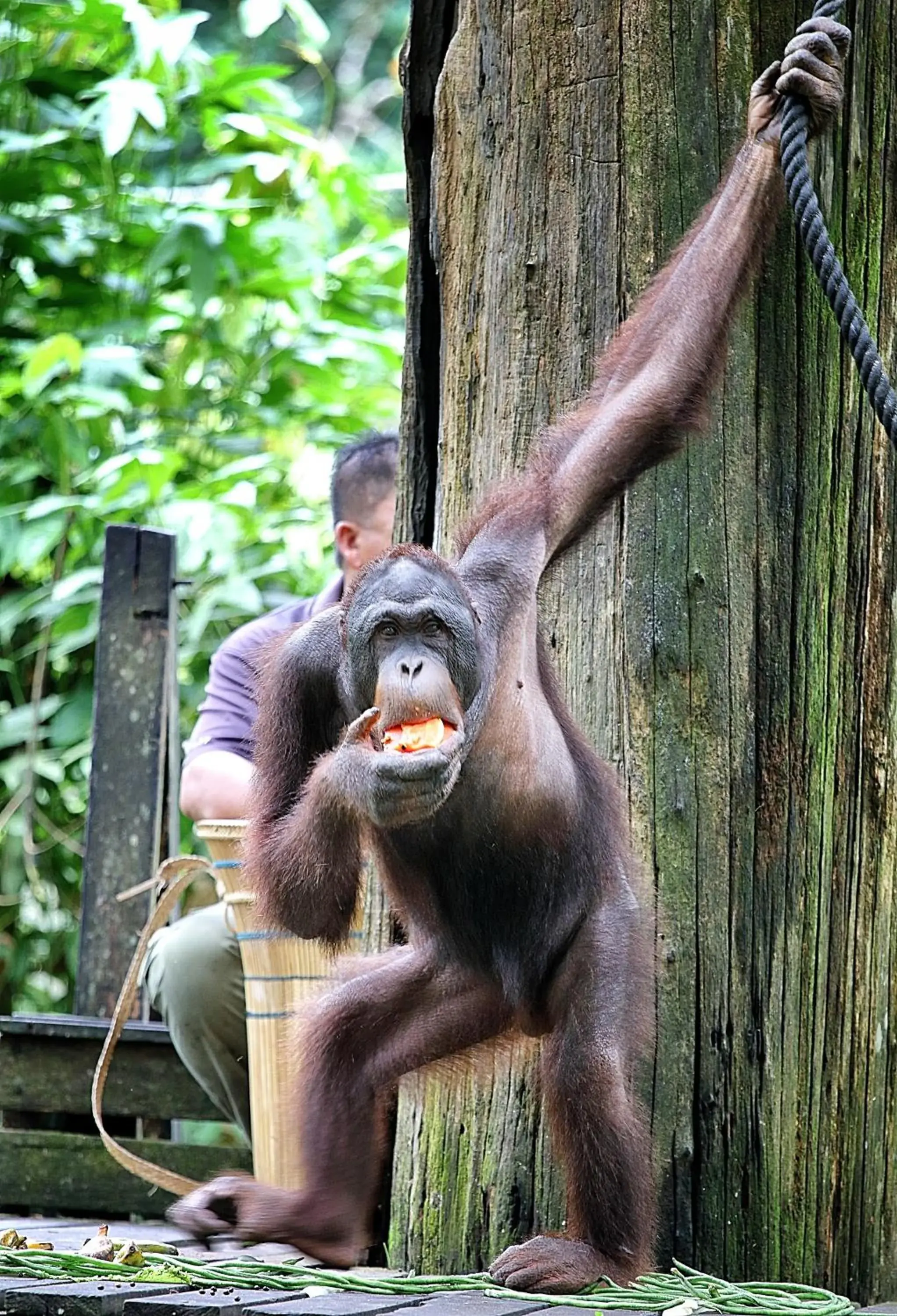 Nearby landmark, Other Animals in Nature Lodge Sepilok