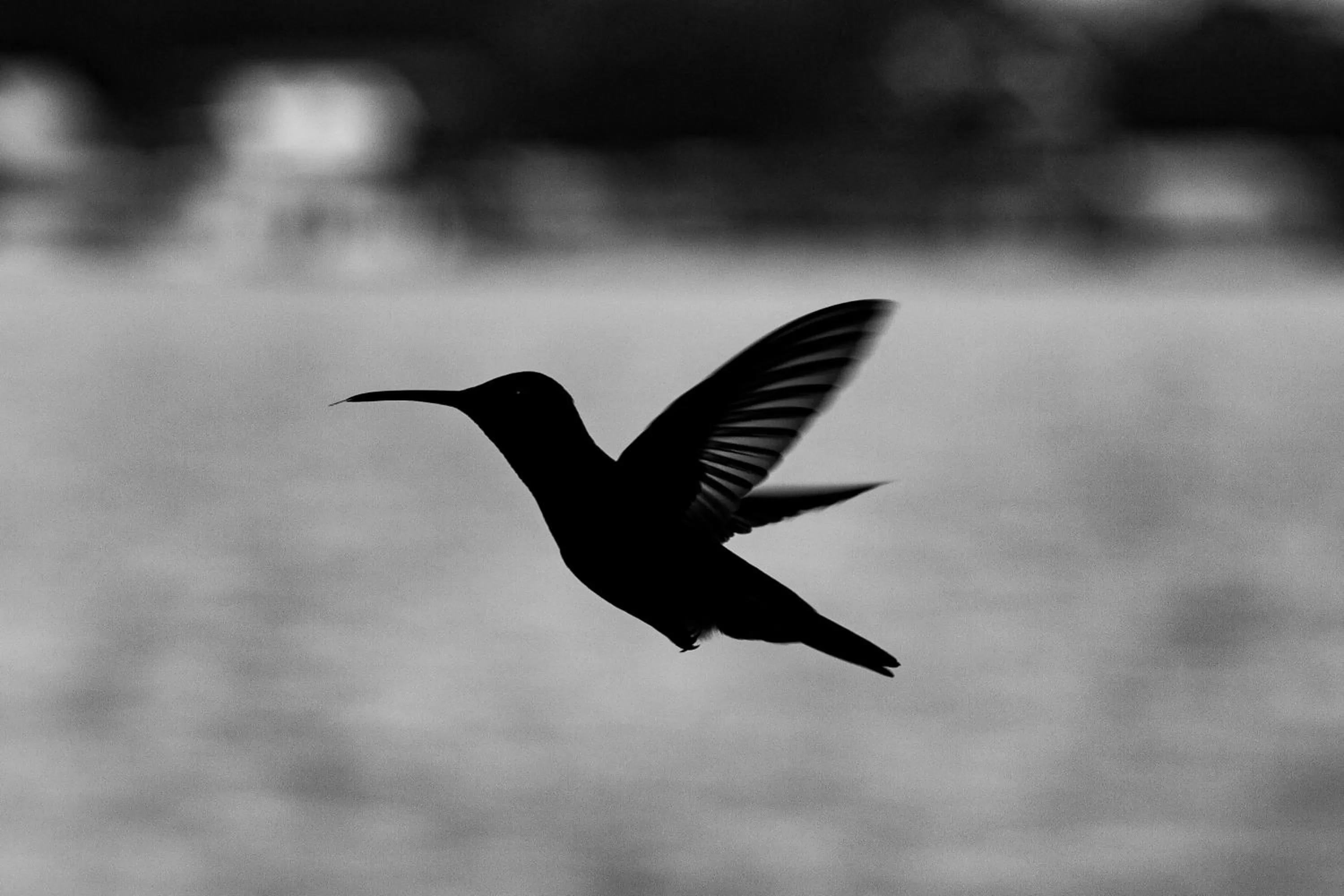 Animals in Barrbra BnB Over The Sea