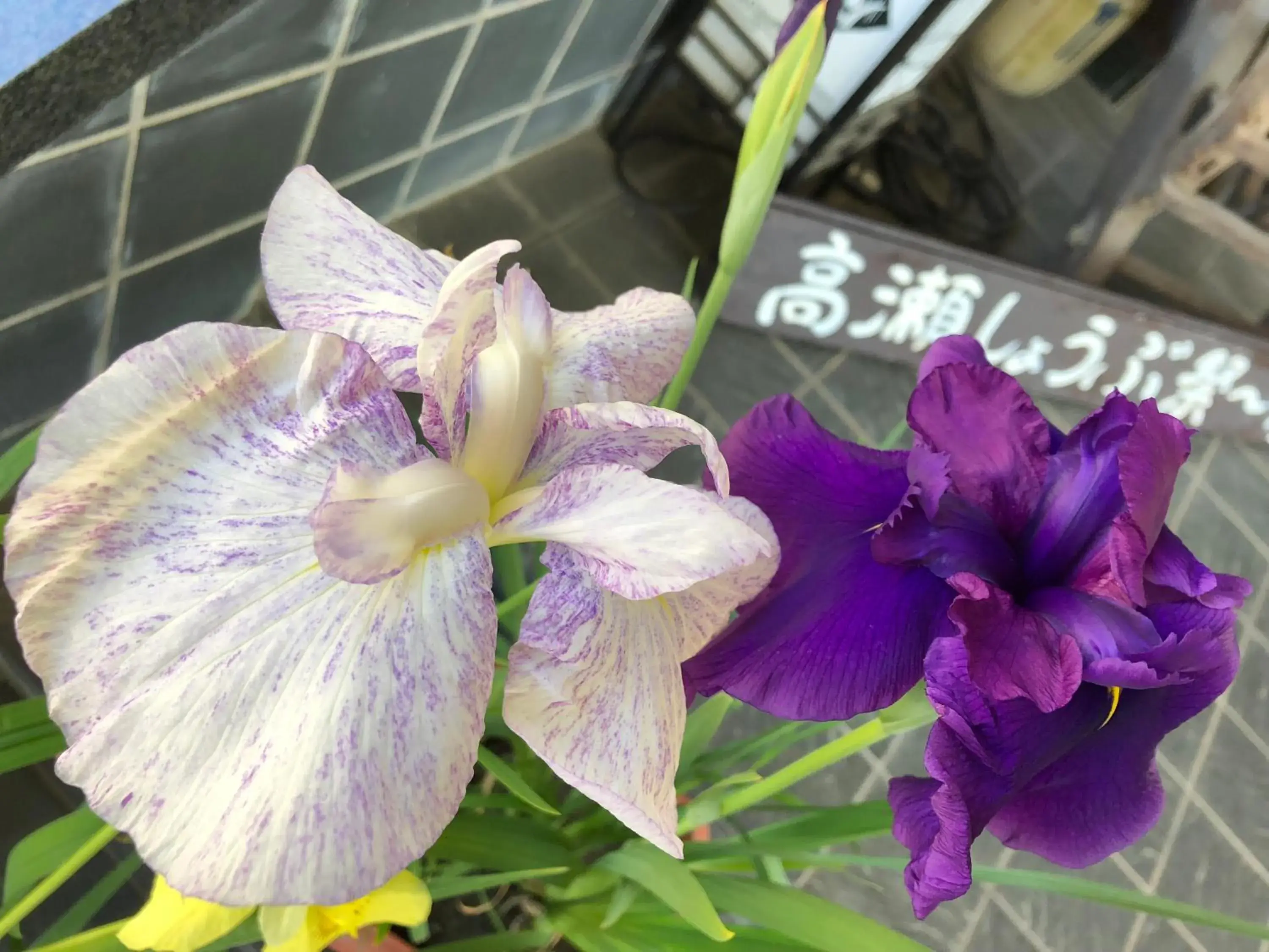 Summer in Onyado Satsuki Summer in Onyado Satsuki