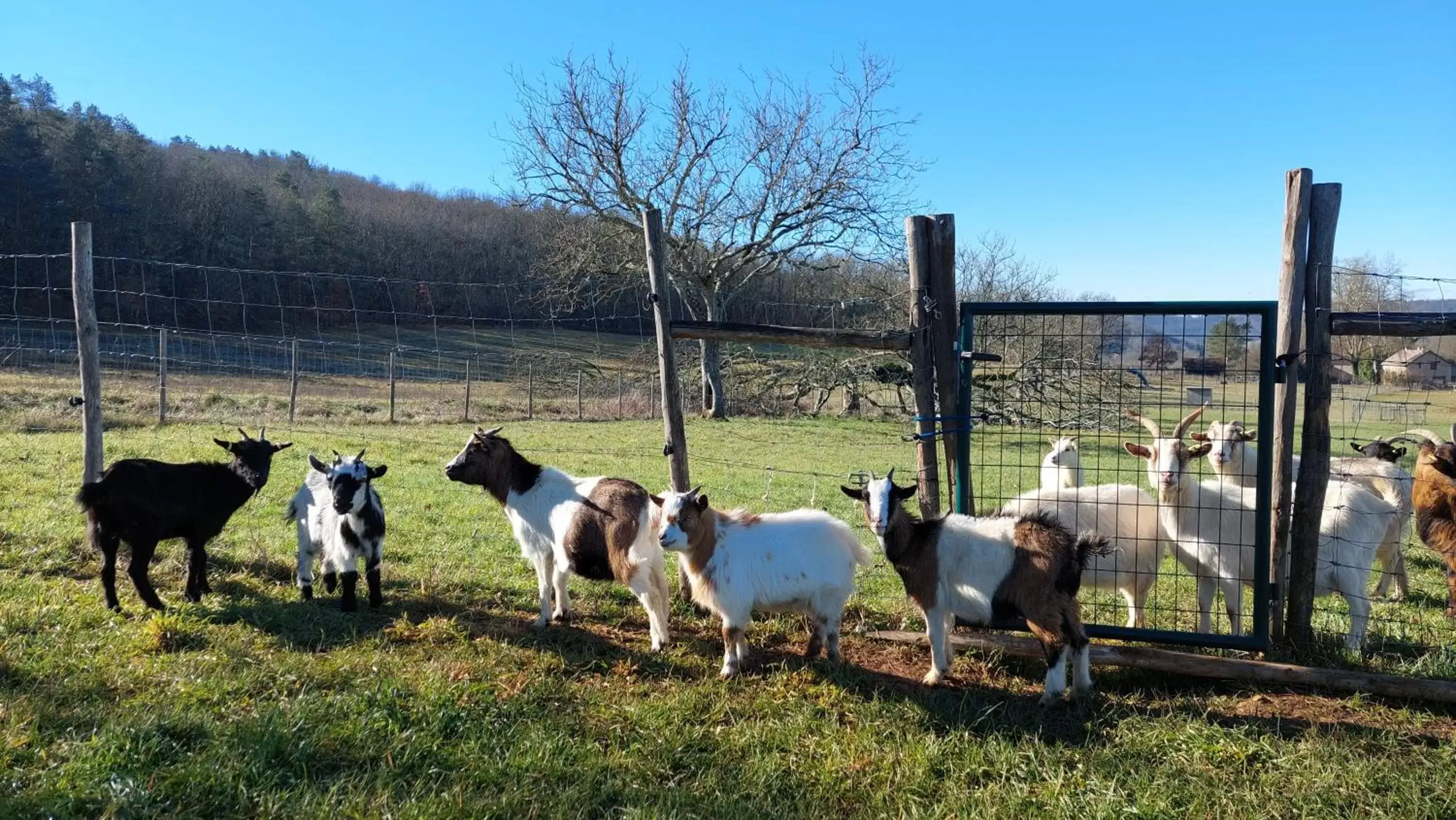 Animals, Other Animals in Ferme 4 étoiles avec piscine chauffée