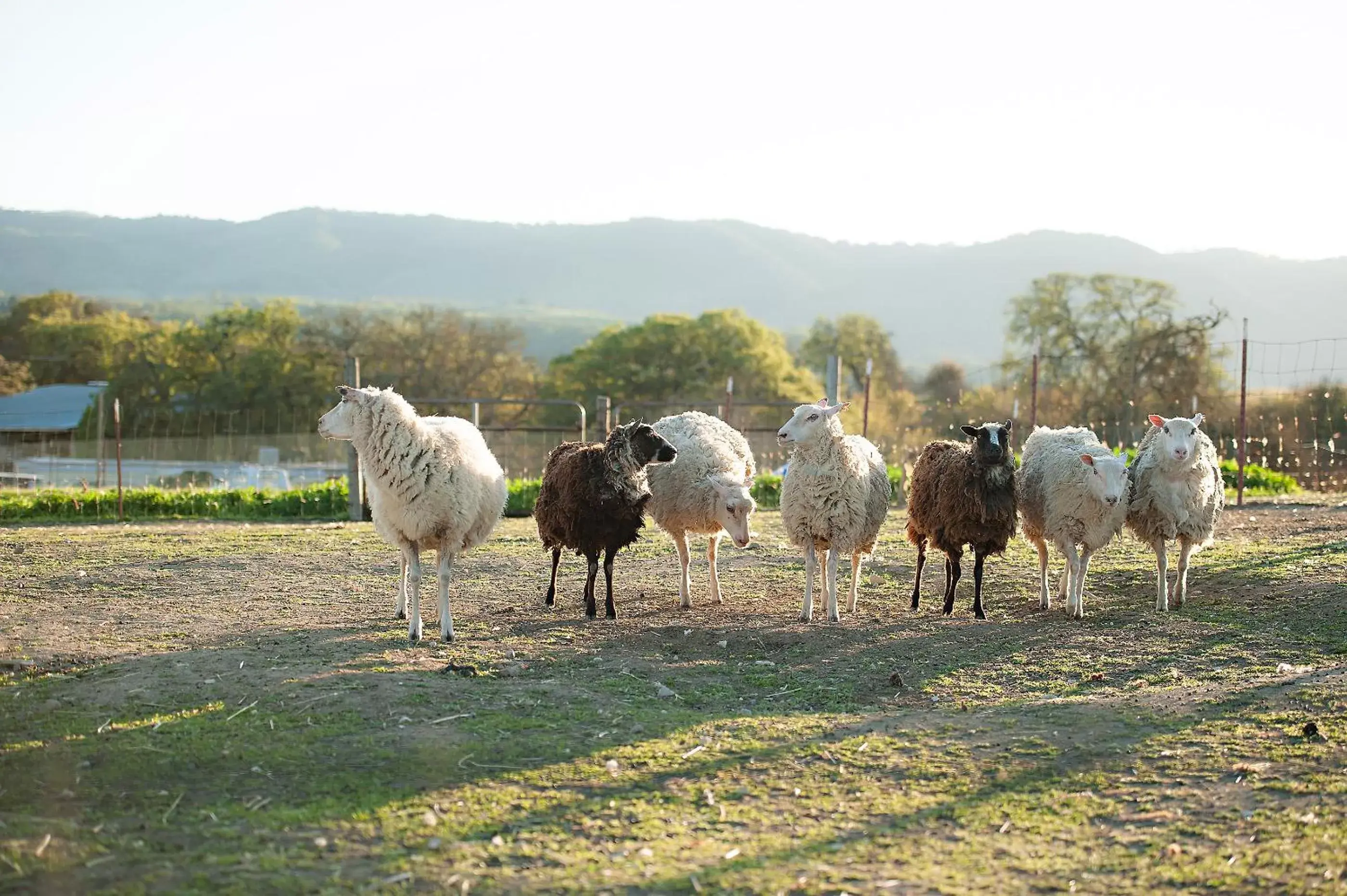 Other Animals in Rêves de Moutons