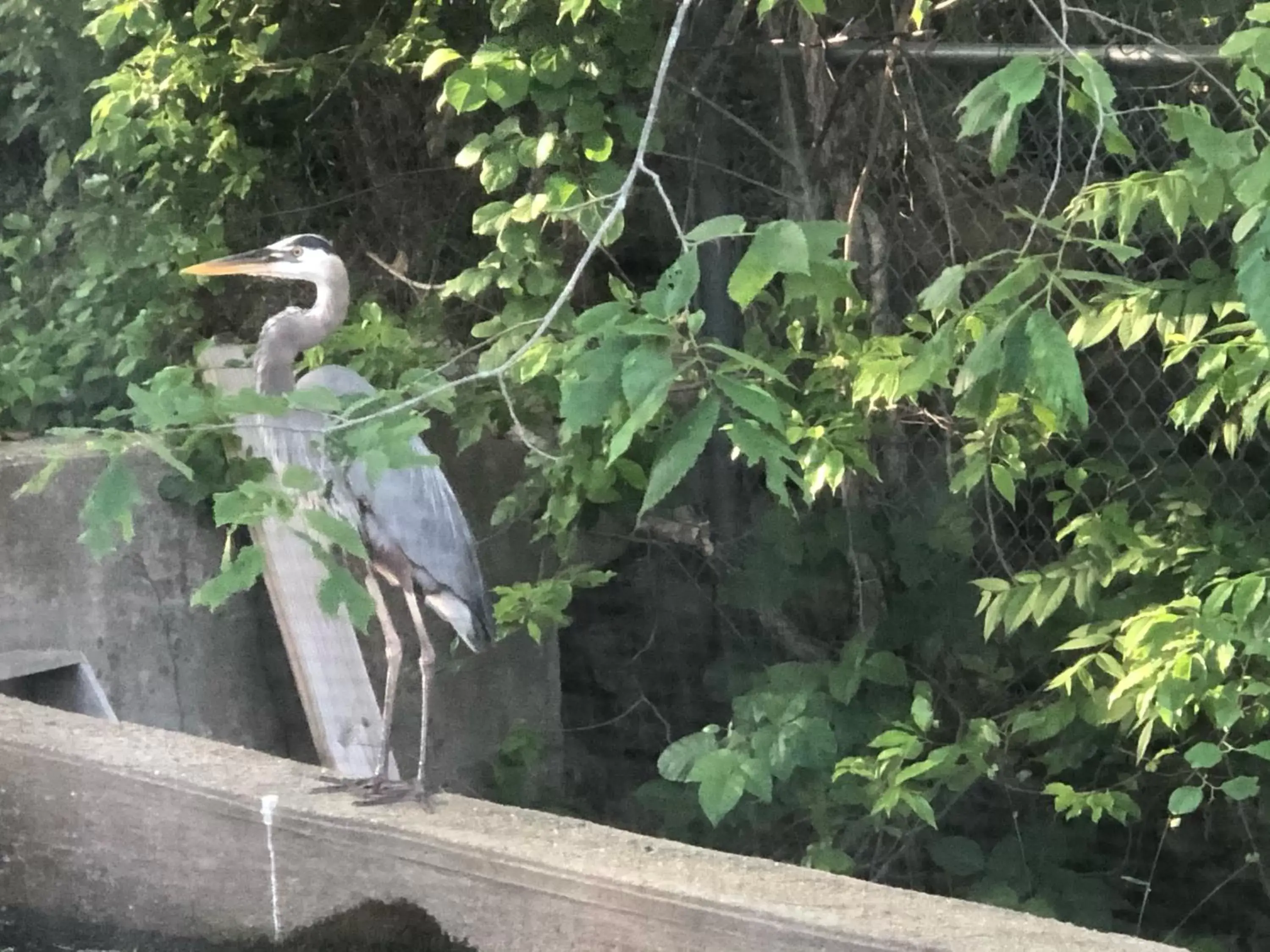 Fishing, Other Animals in Herring Run Motel and Tiny Cabins