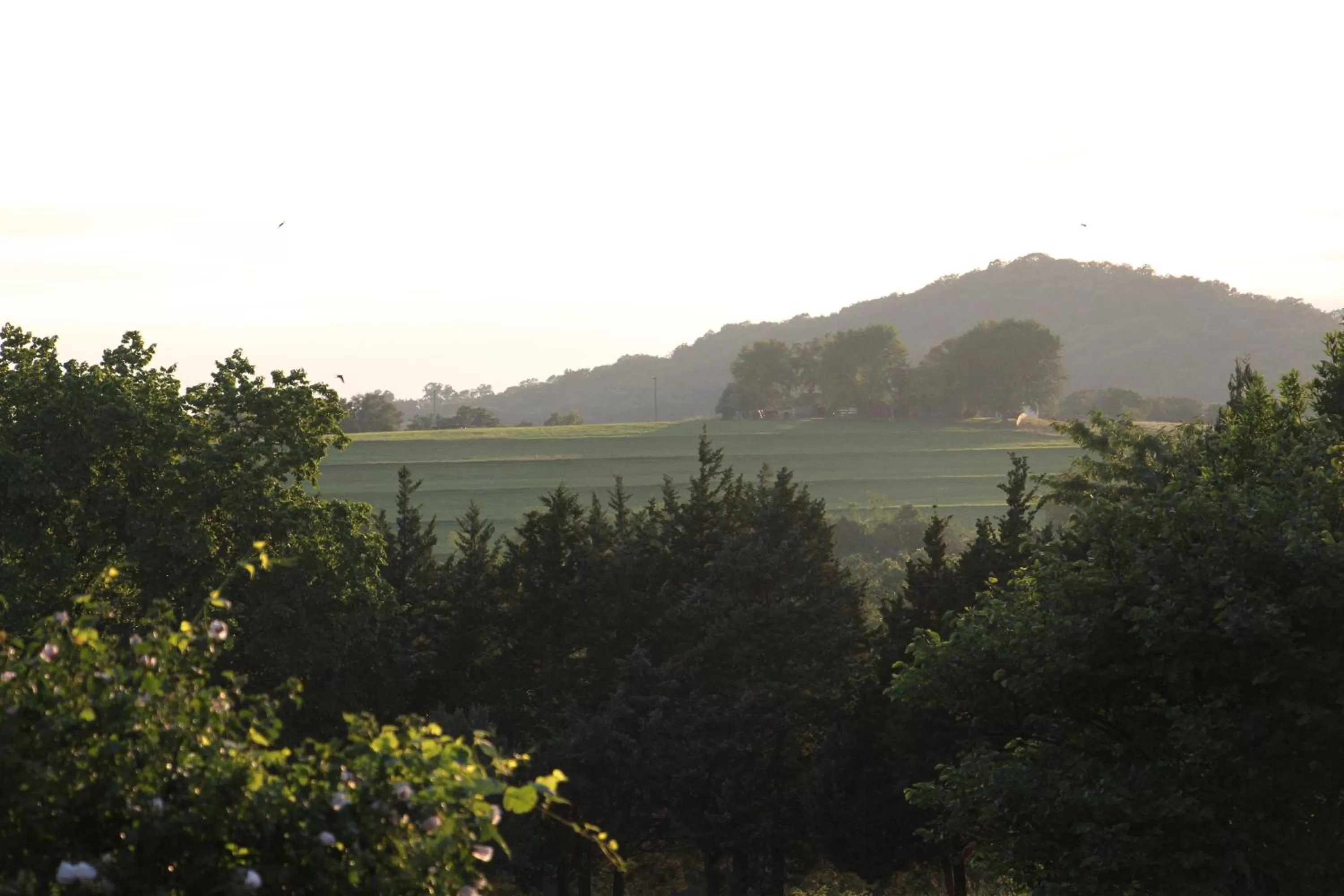 Natural landscape in Cedar Creek
