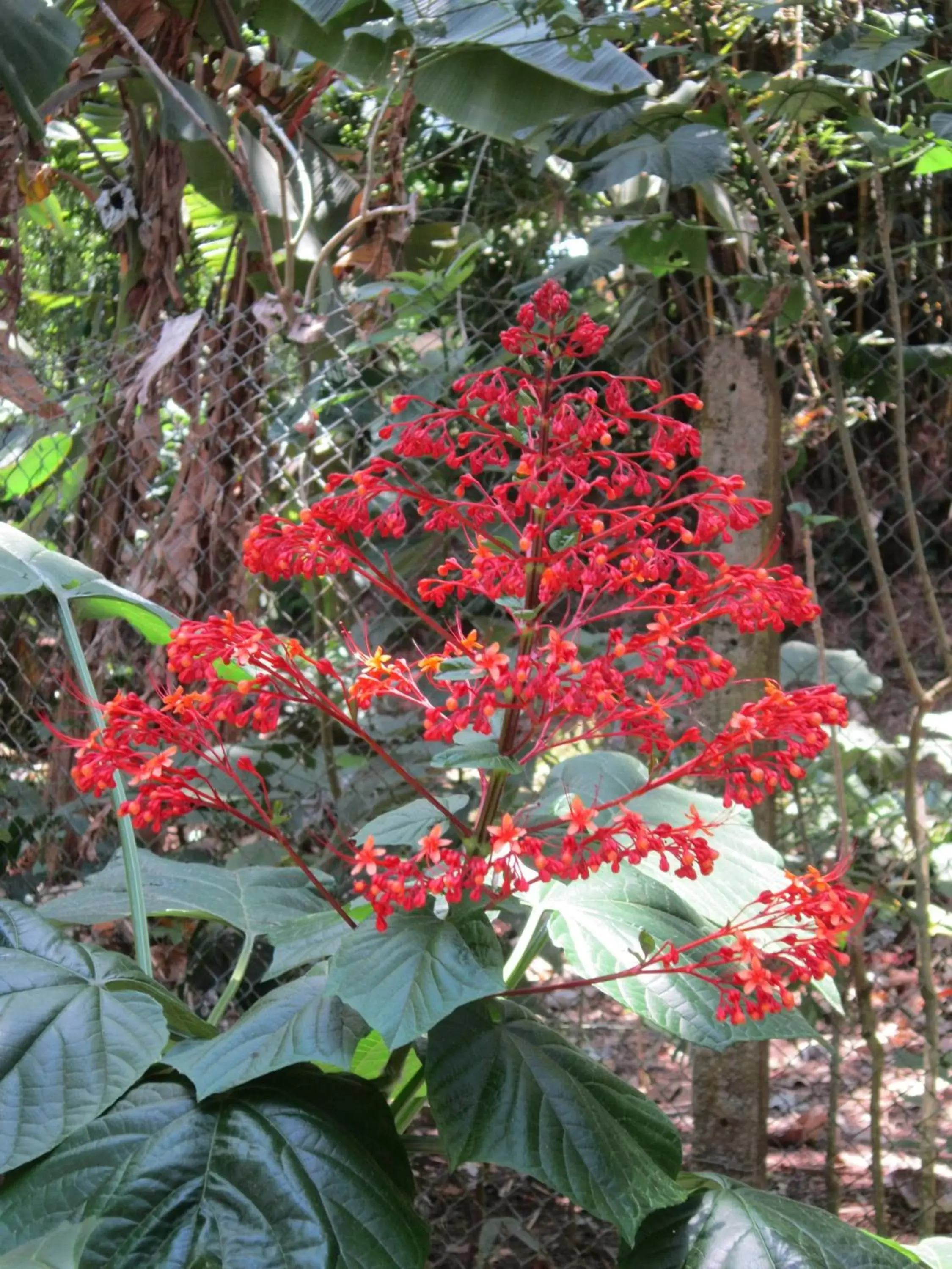 Garden in Hotel El Paraiso Escondido - Costa Rica