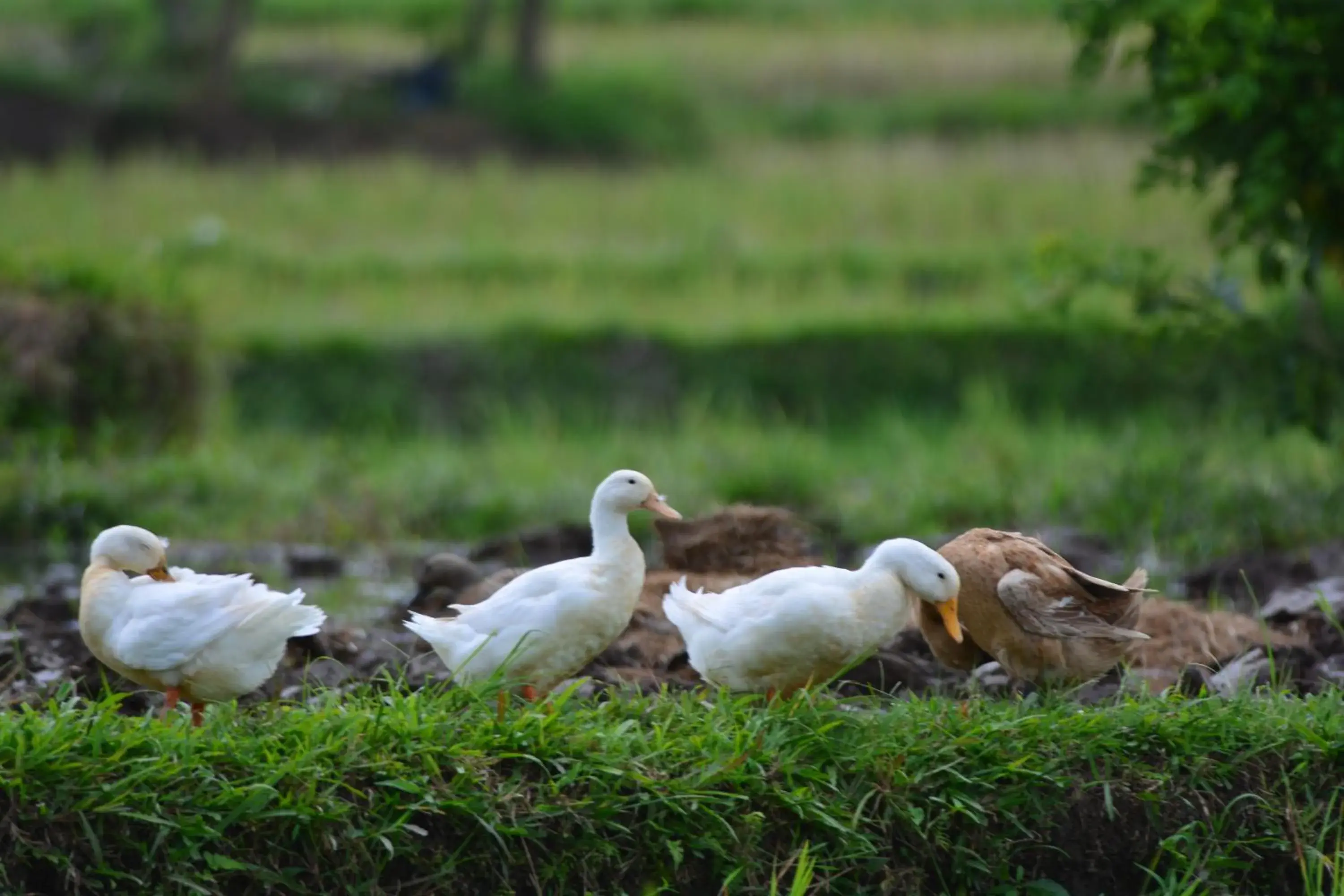 Activities, Other Animals in Griya Sriwedari