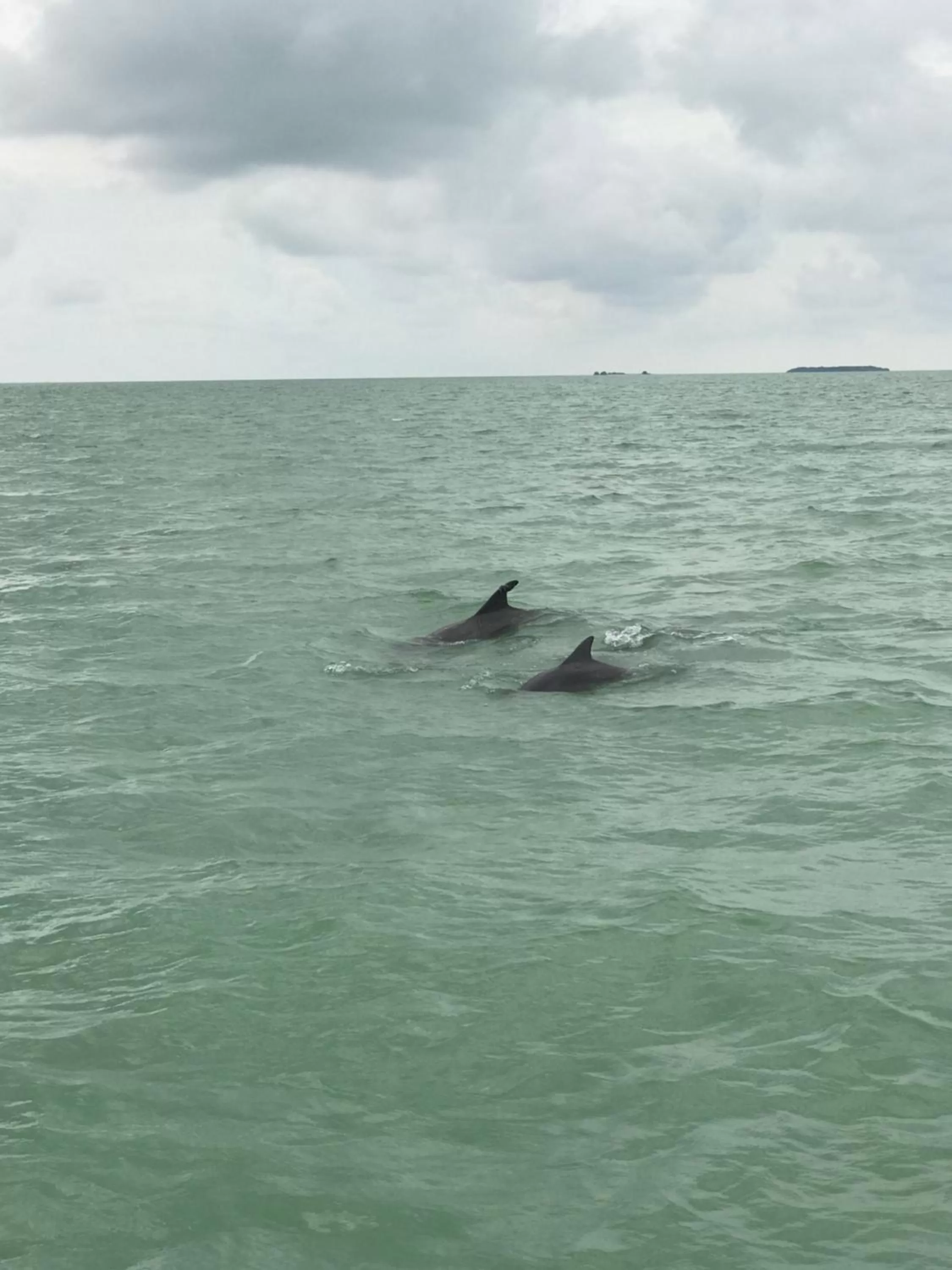 Animals in Seascape Resort & Marina