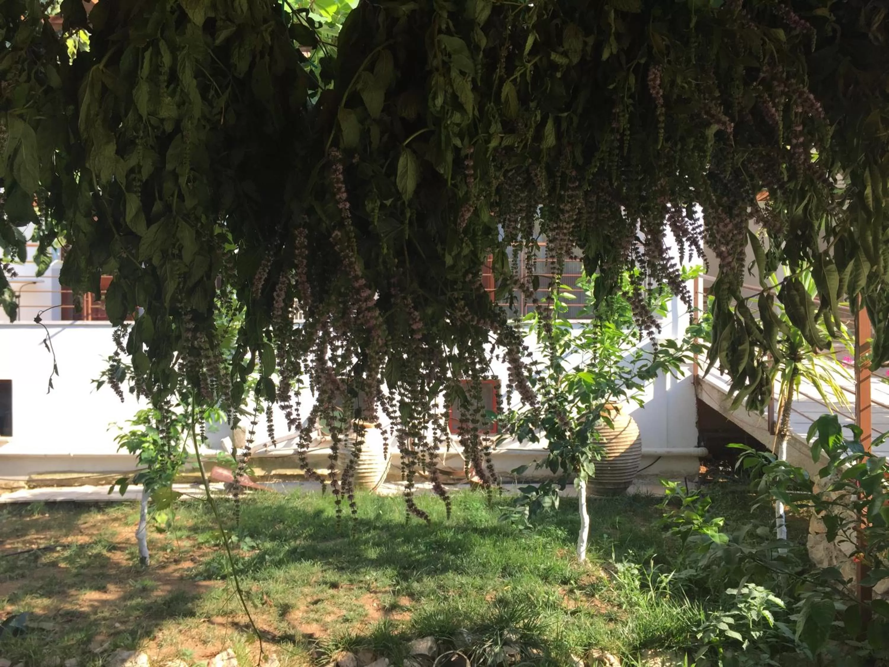 Property building in Hani Inn