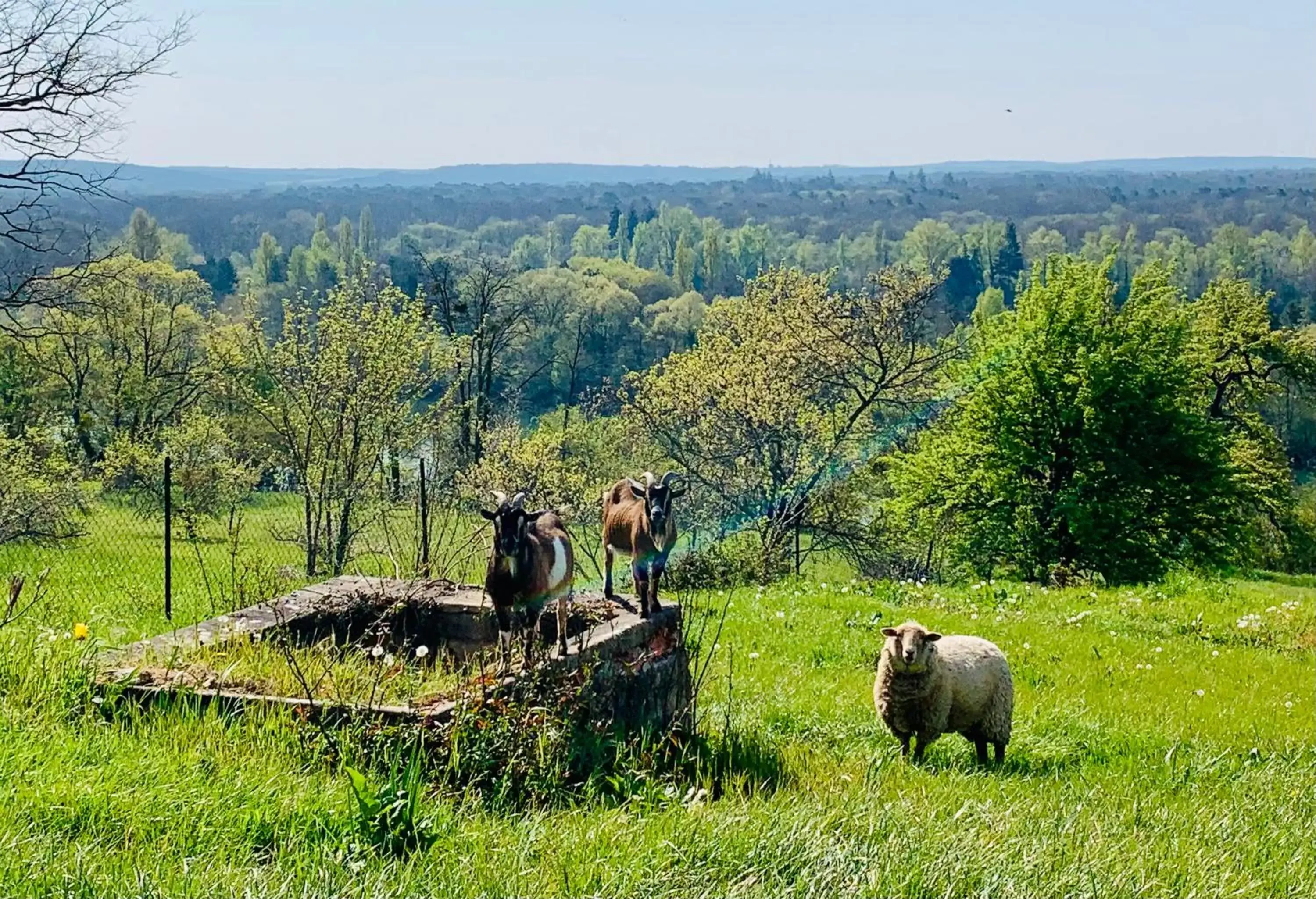 Animals, Other Animals in résidence belle vue