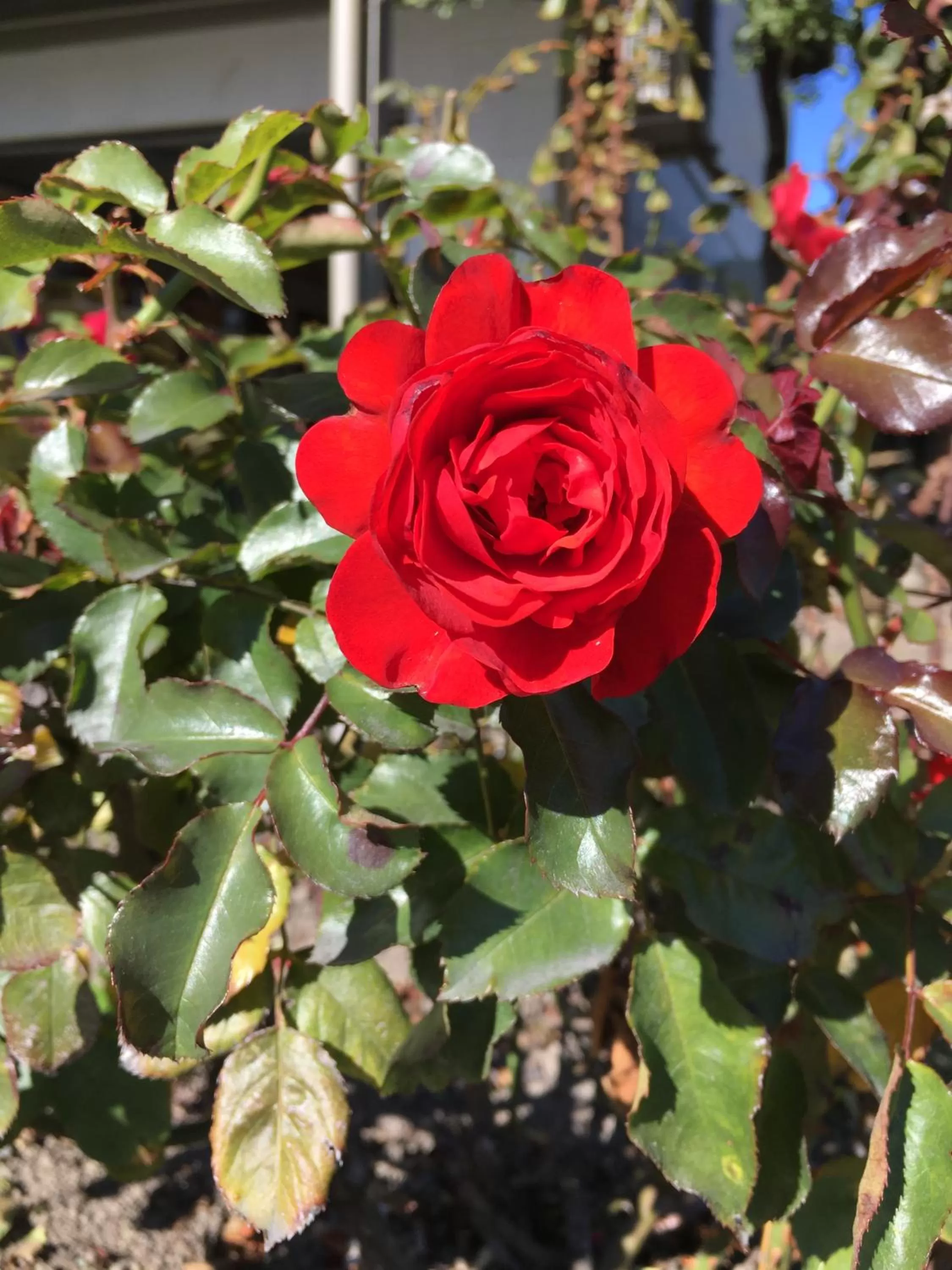 Spring in Parklands Motor Lodge Timaru