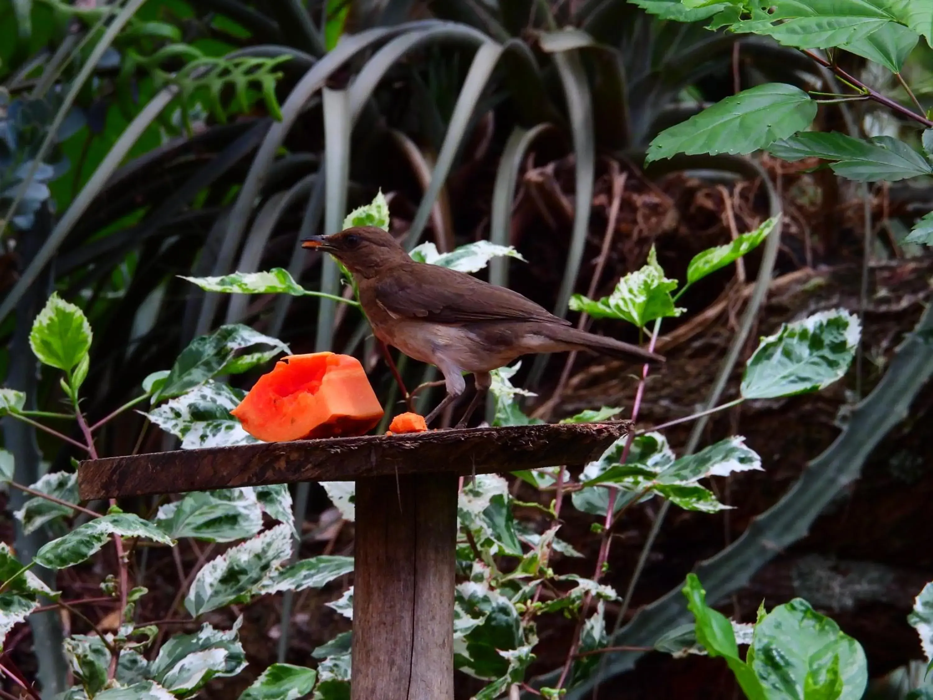 Animals, Other Animals in Hotel Terra Barichara