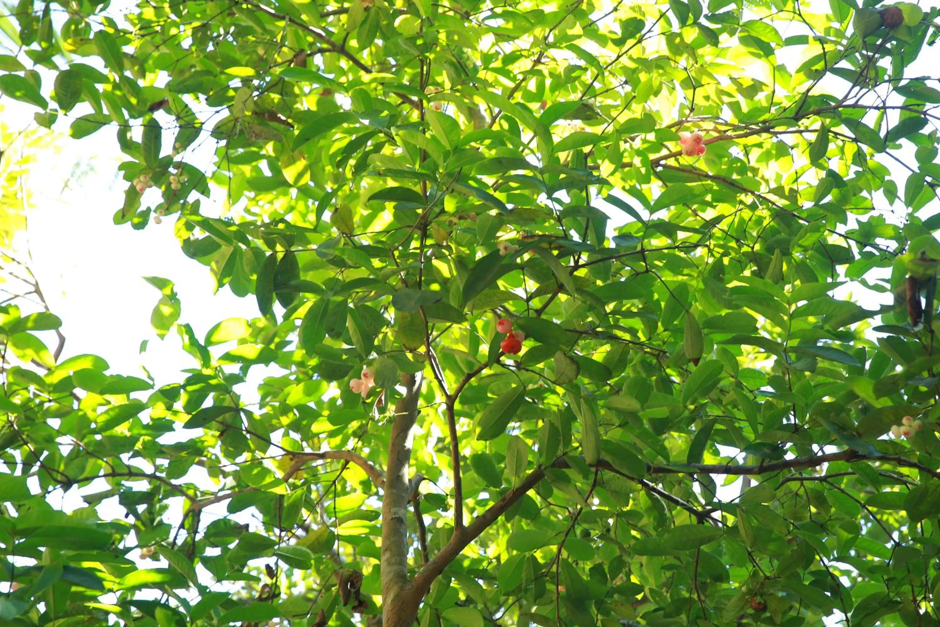 Property building in Limecabanas-srilanka