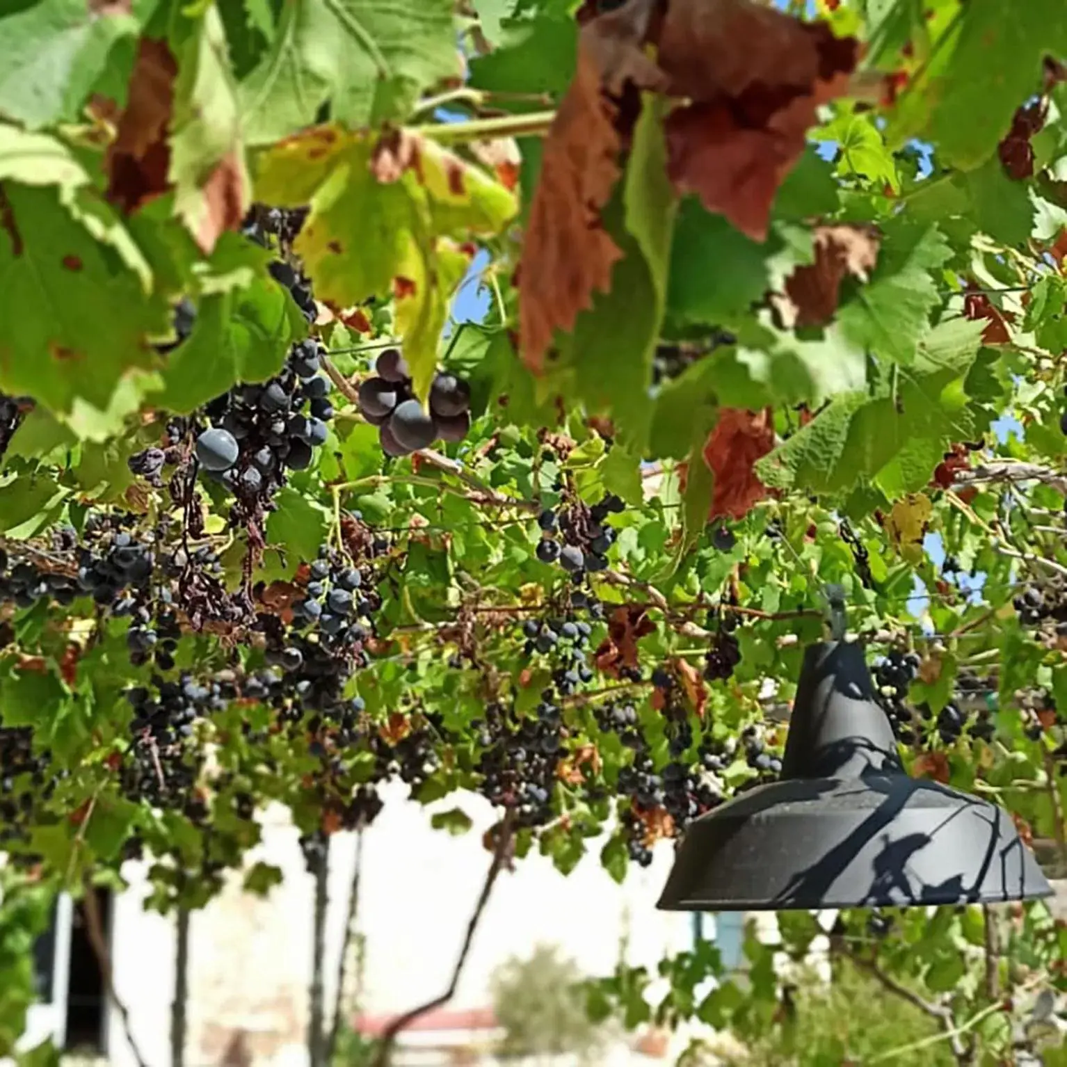 Patio in Masseria LoJazzo