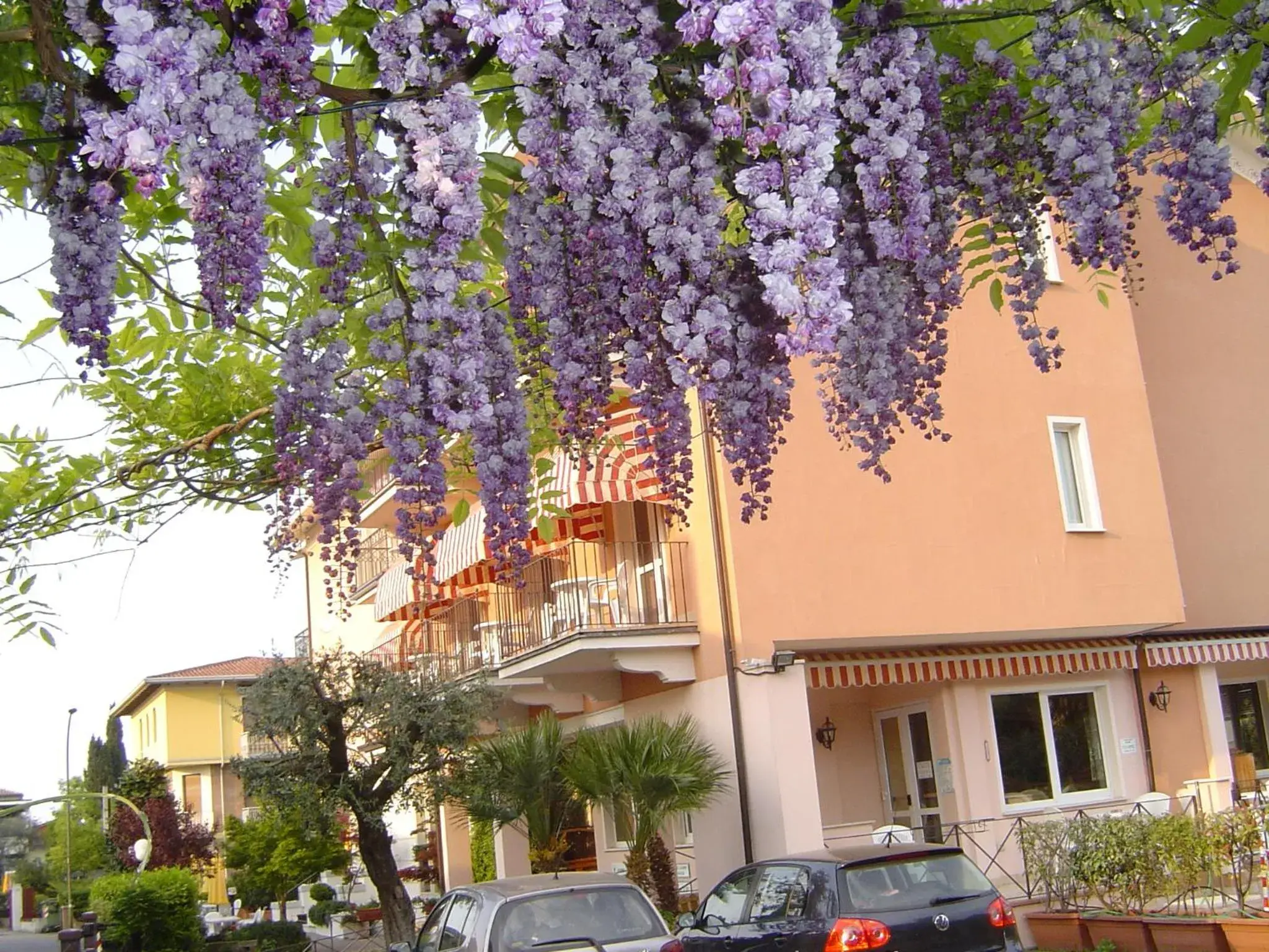 Garden, Property Building in Hotel Alsazia