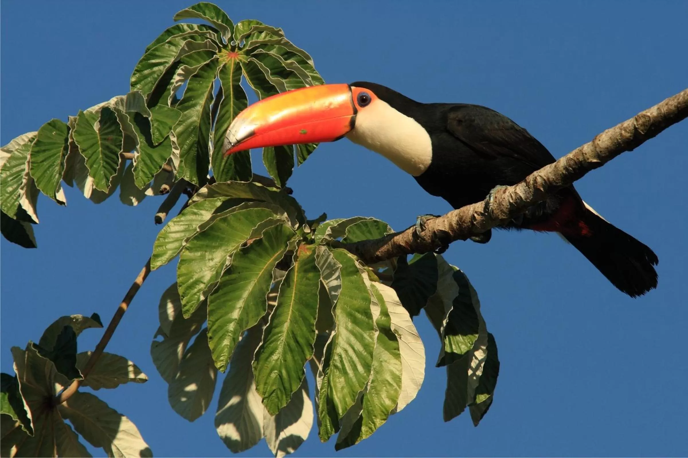 Animals in Hotel Cabanas