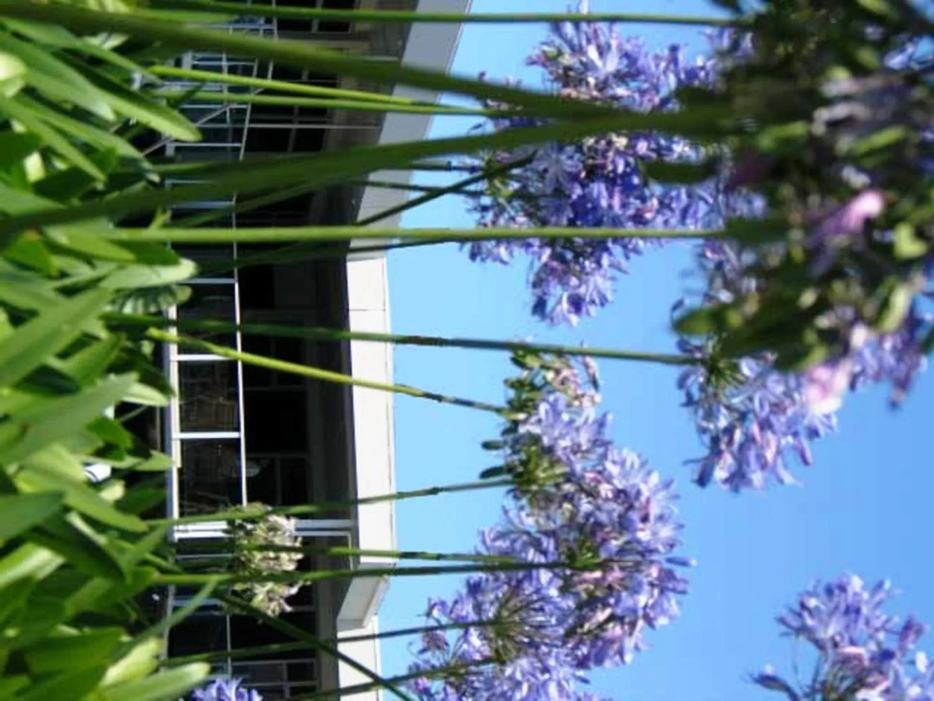 Garden in City Central Motel Apartments