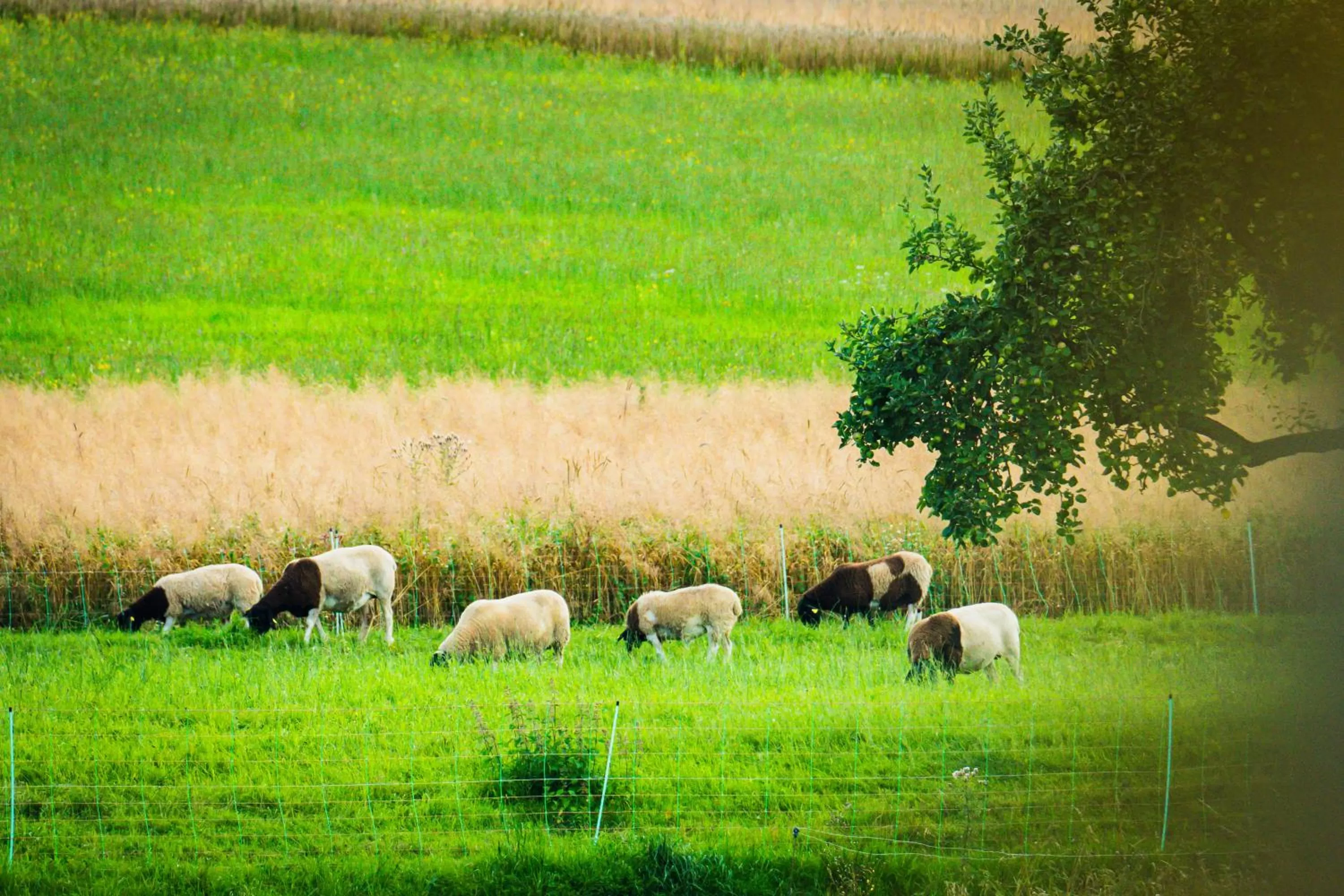 Animals in Familienhotel "Rhön Feeling"