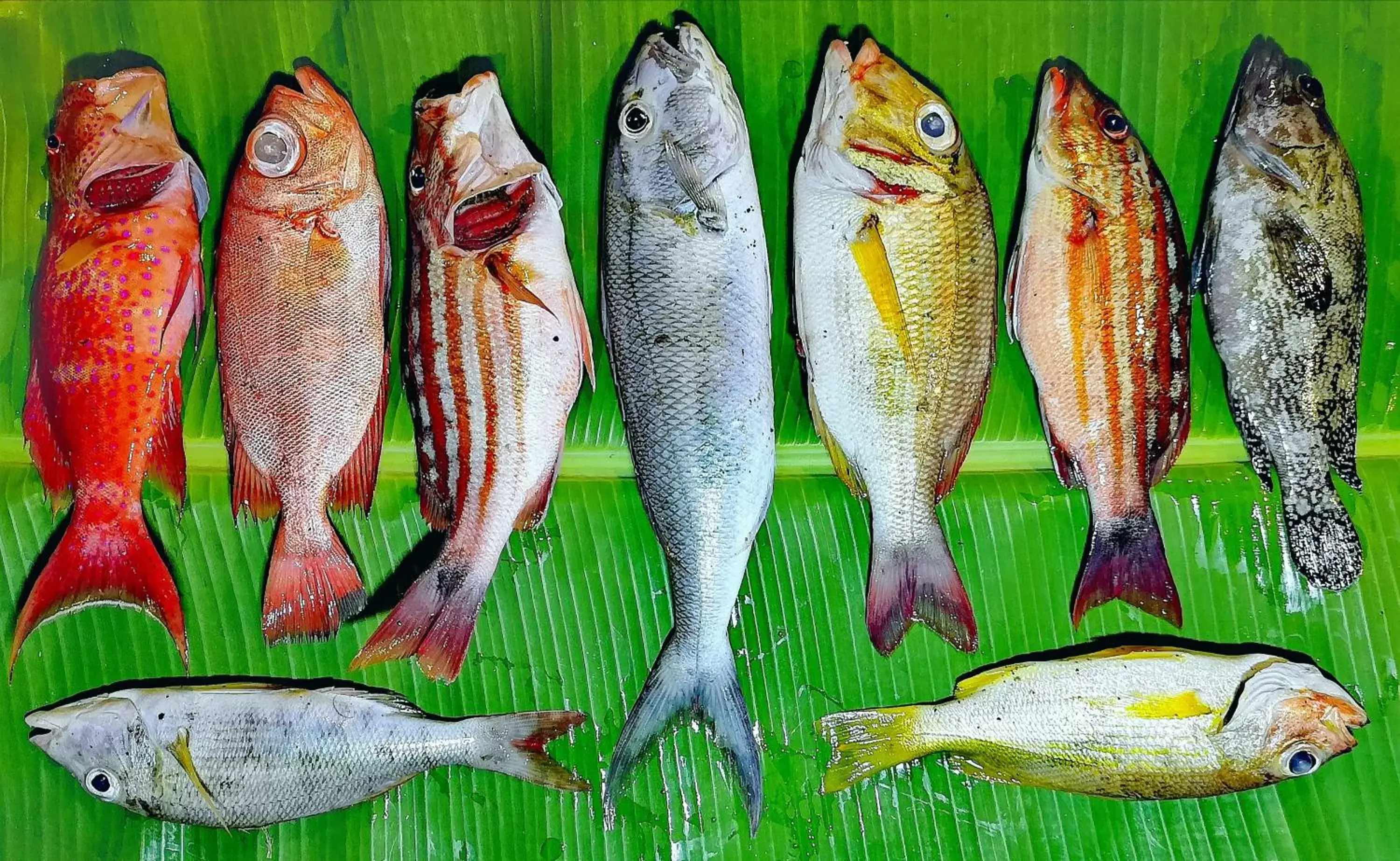 Fishing in Coconut Garden Beach Resort