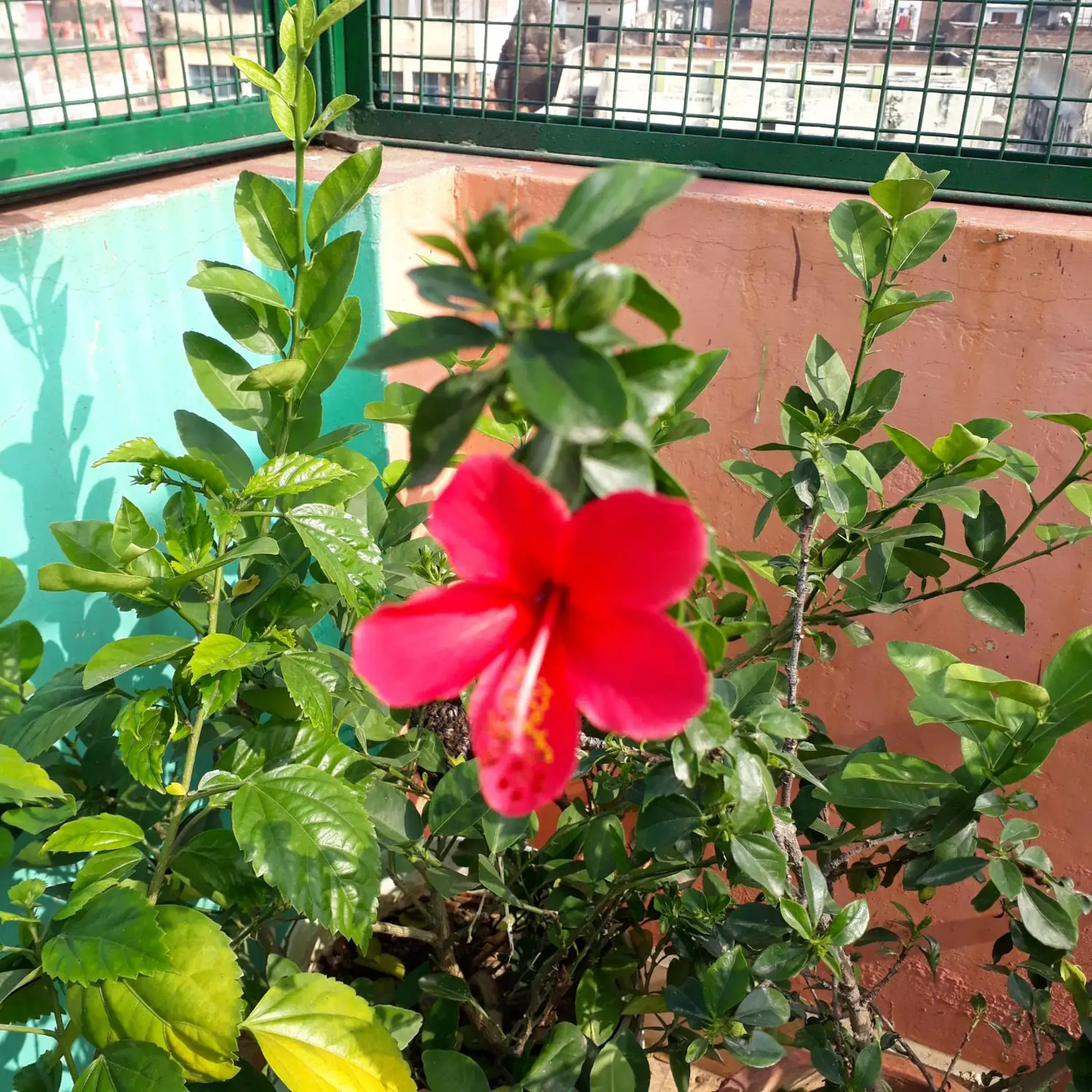 Garden in Tara Guest House