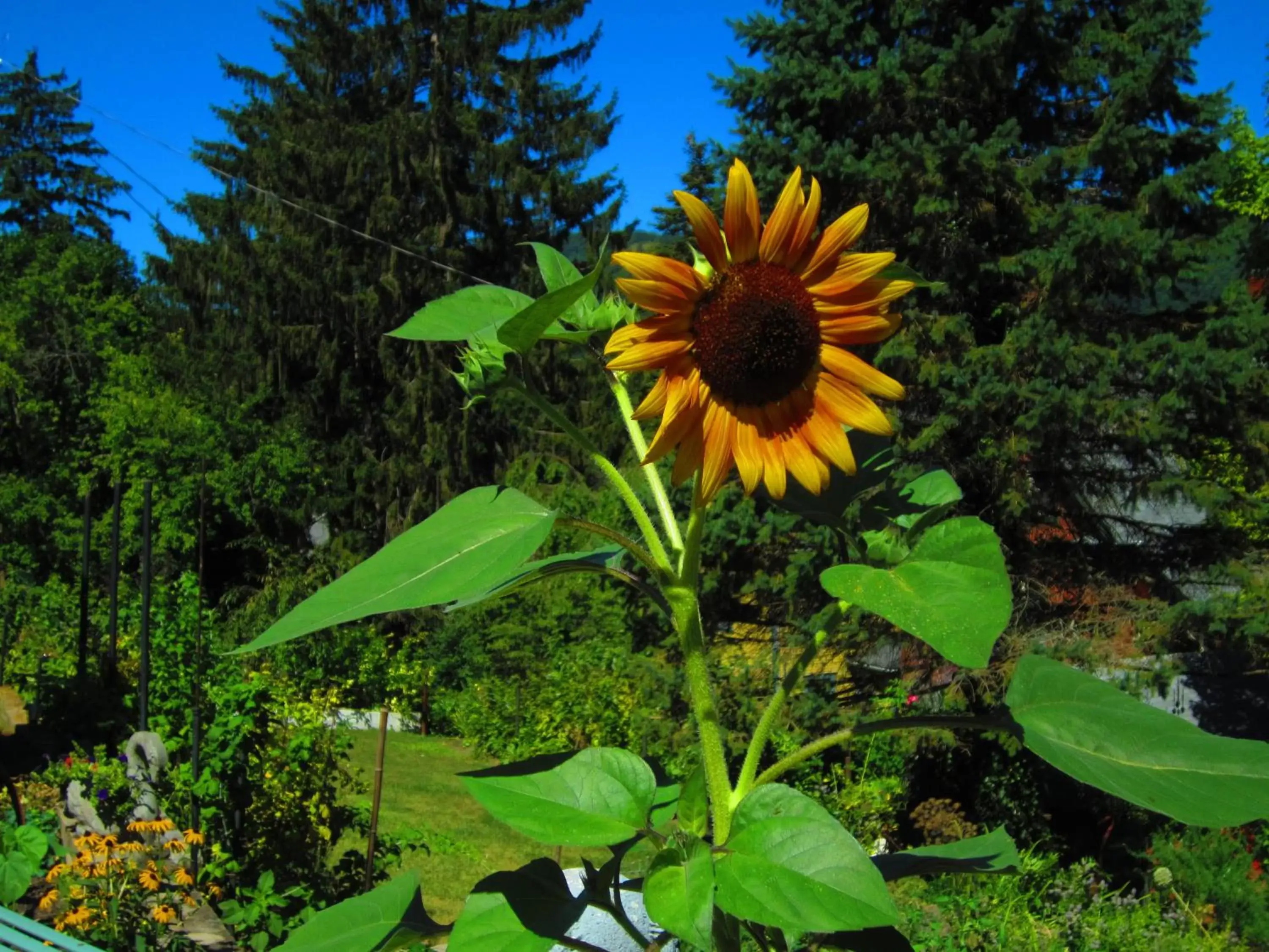 Day, Garden in The Queen, A Victorian Bed & Breakfast