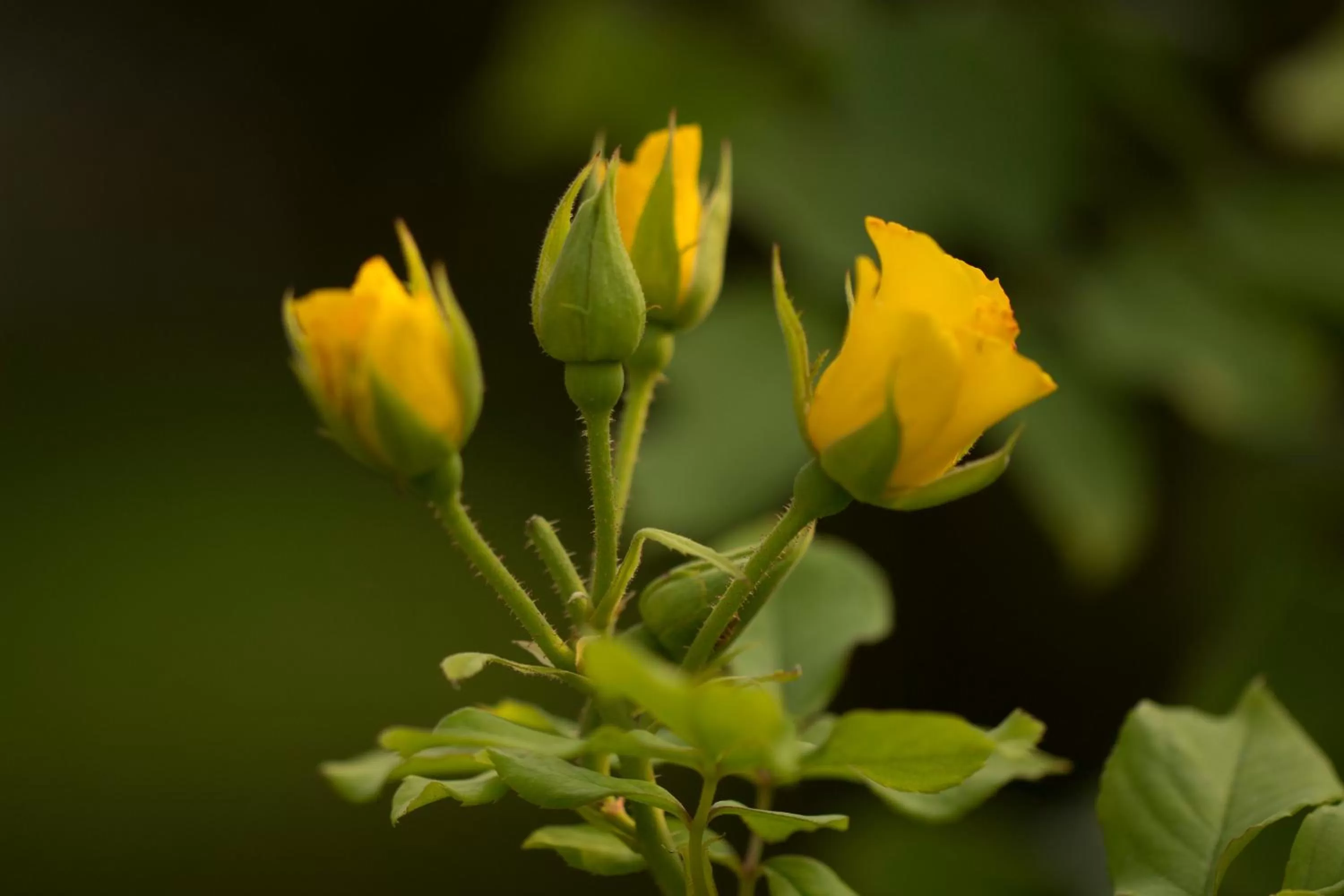 Property building in Parco Degli Aranci