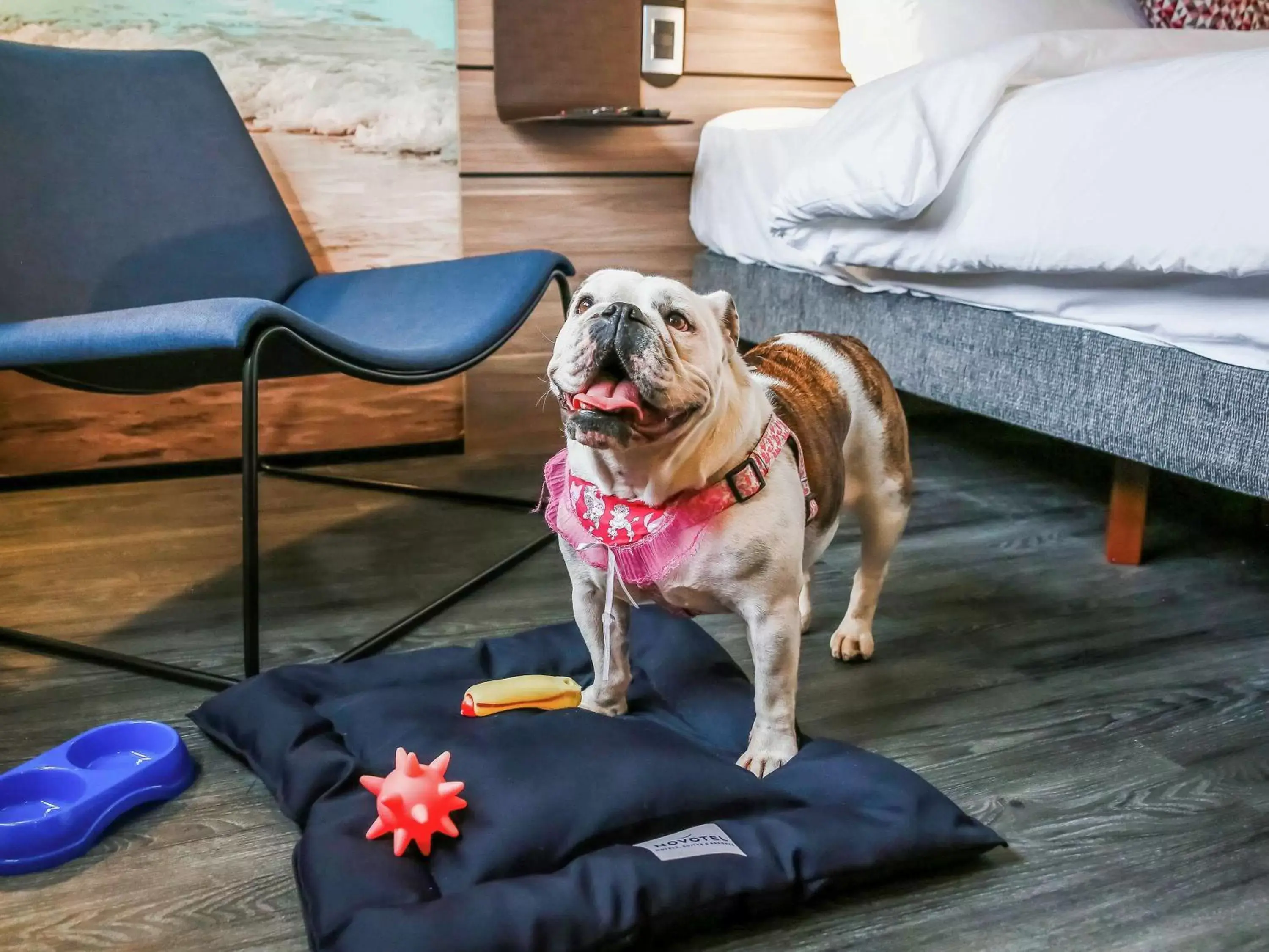 Photo of the whole room, Pets in Novotel Sorocaba