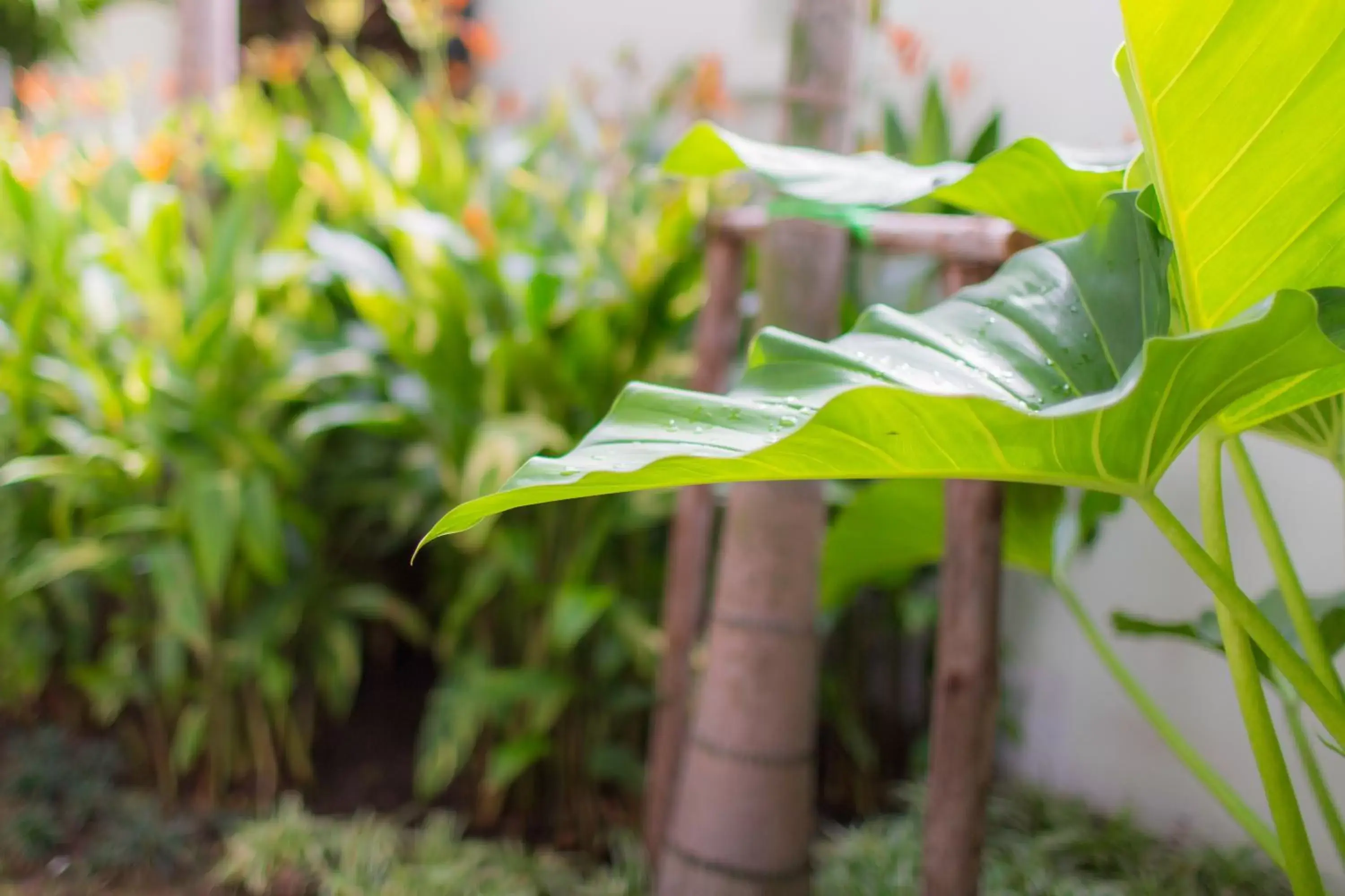 Garden in Mhonsa Hotel