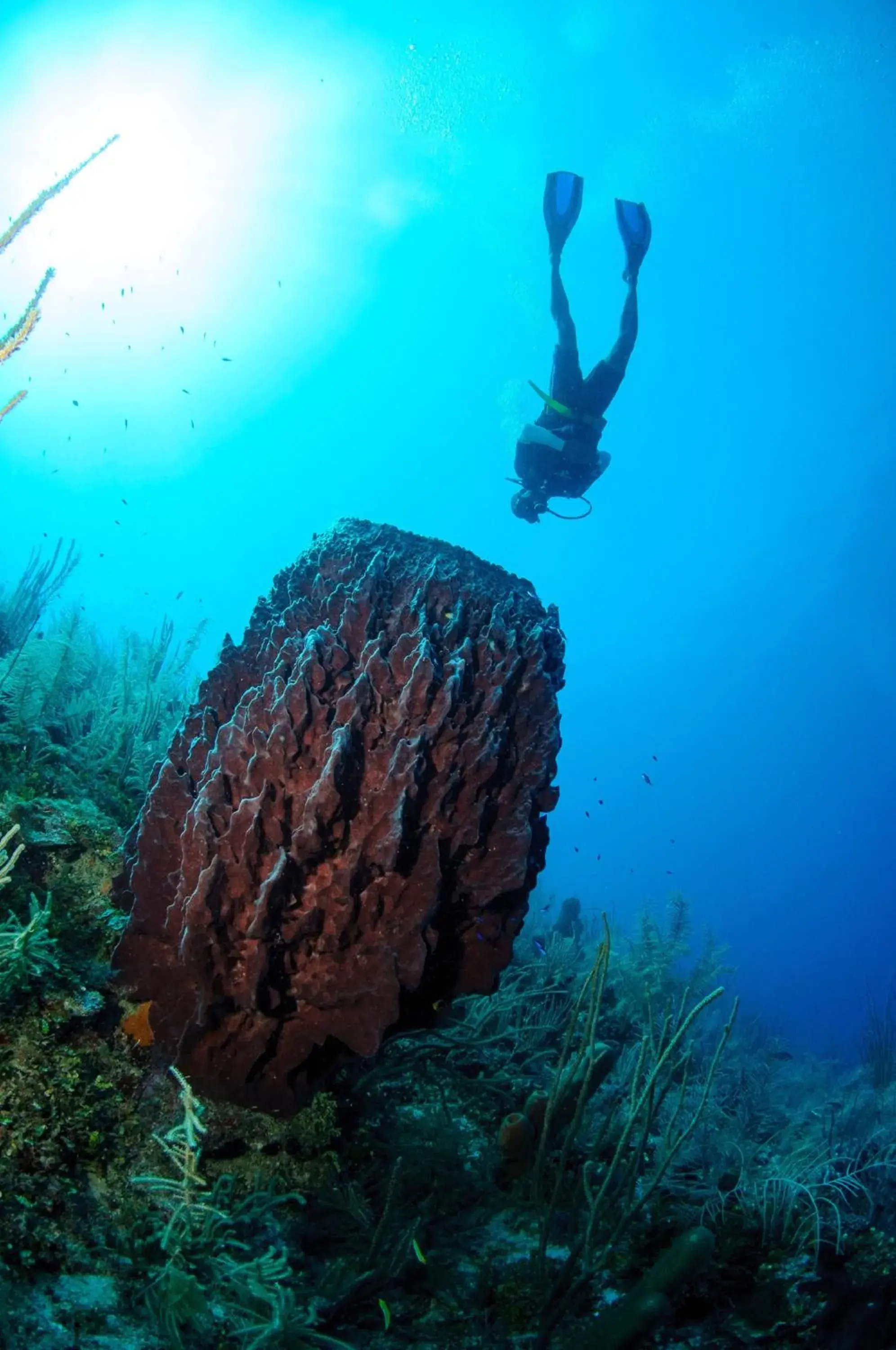 Diving in Ramon's Village Resort