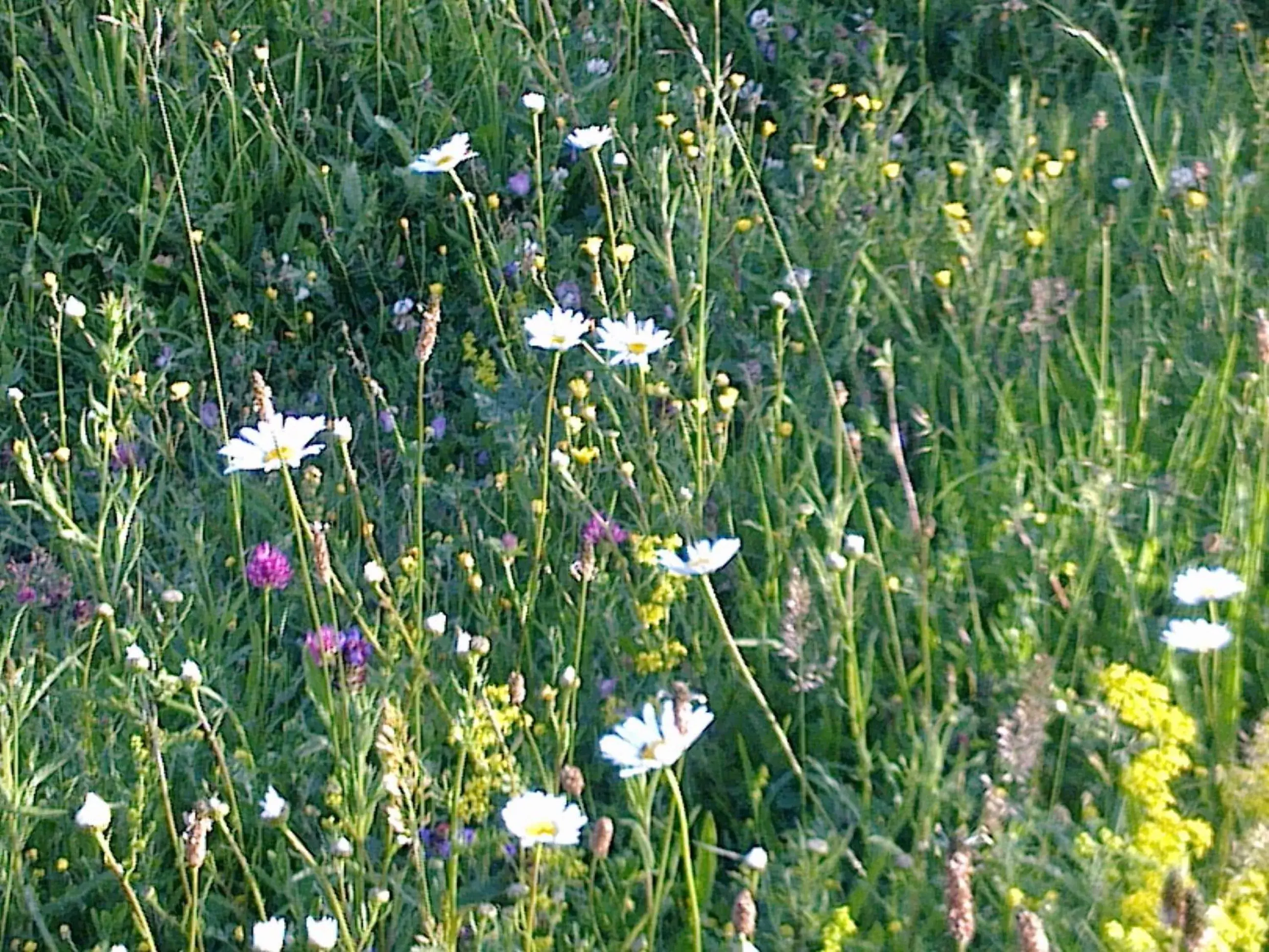 Garden, Other Animals in Cameley Lodge - Self Catering