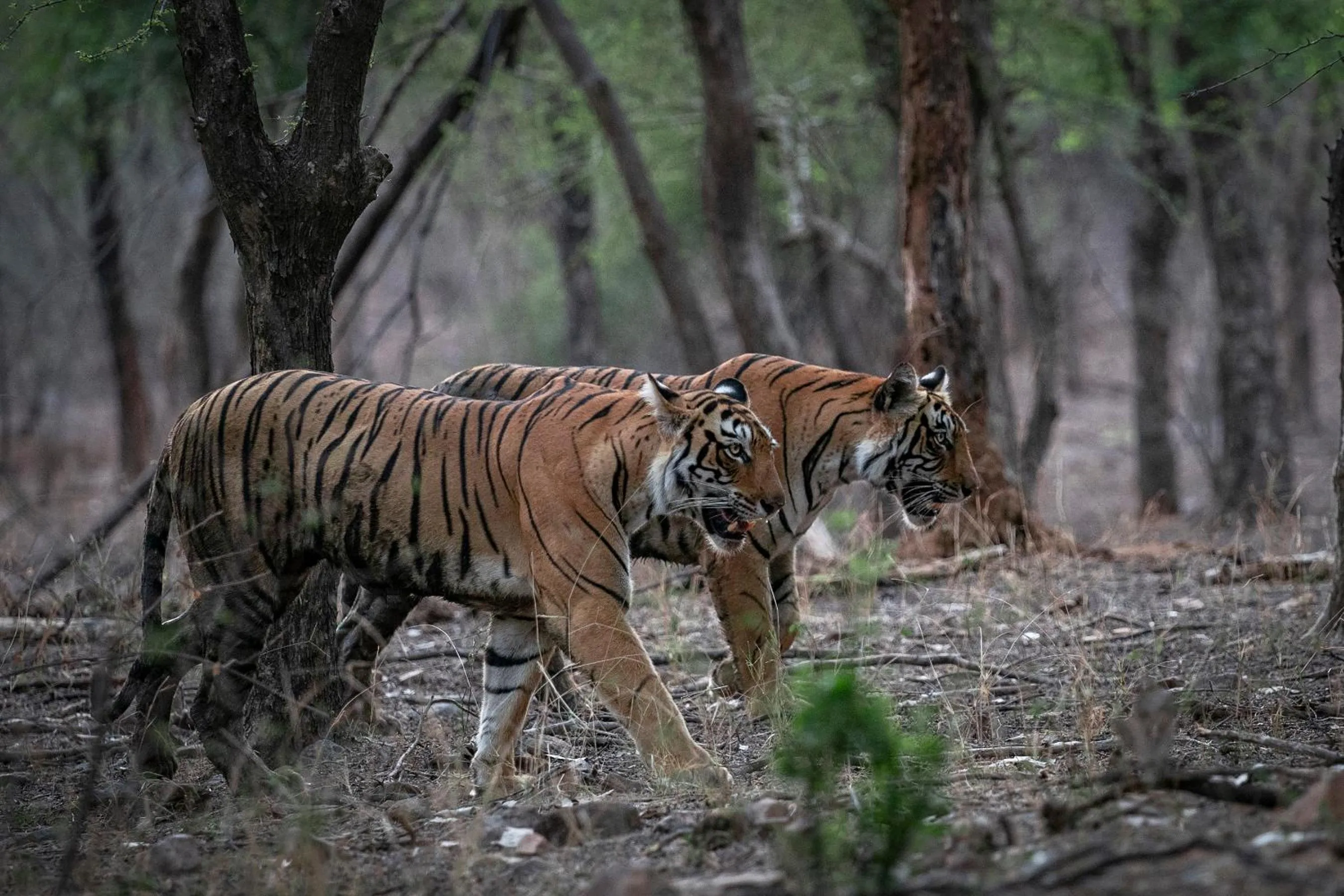 Animals in Raj Palace Resort