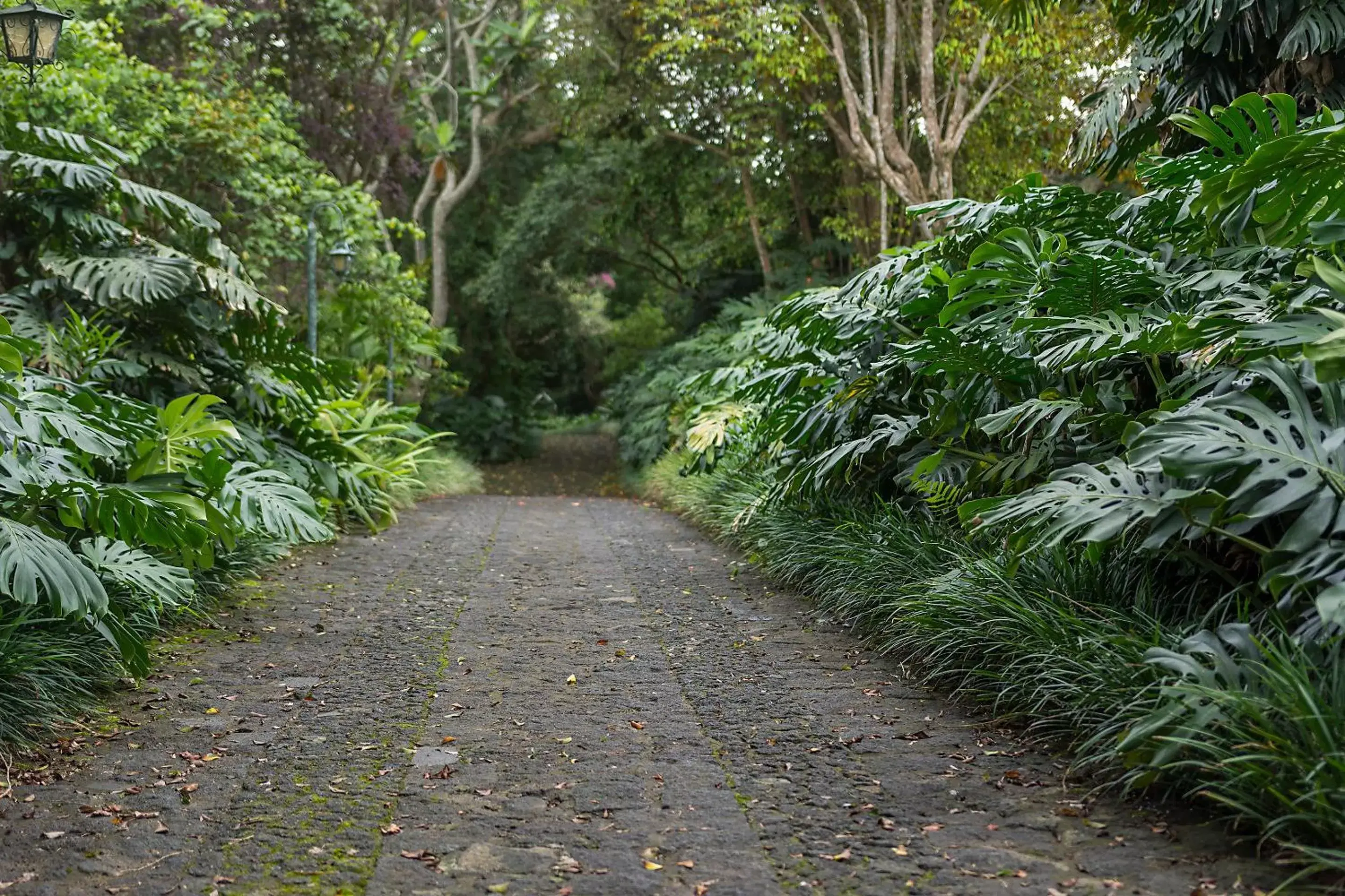 Garden in Finca Rosa Blanca Coffee Farm and Inn