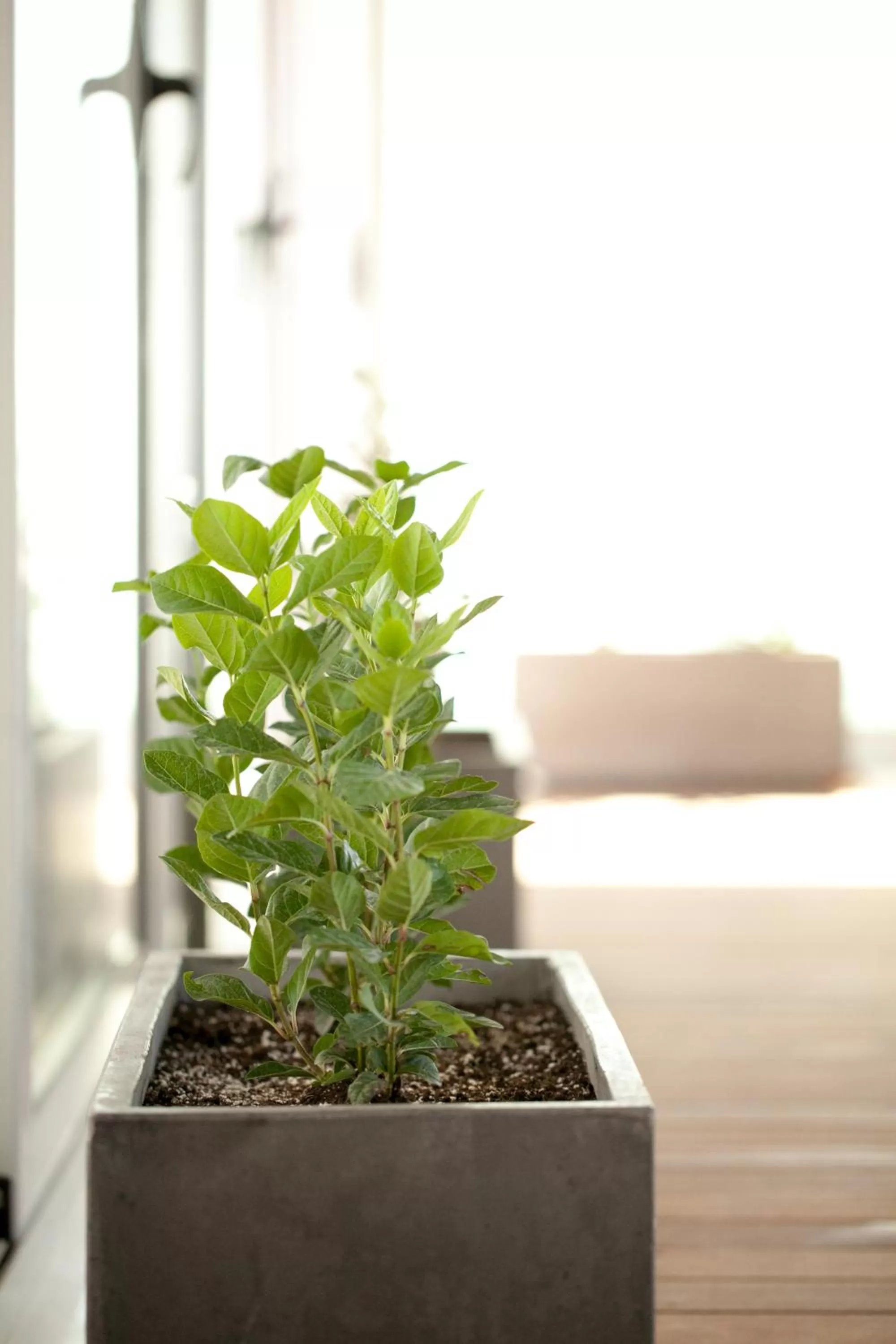 Property building in Athens Cypria Hotel