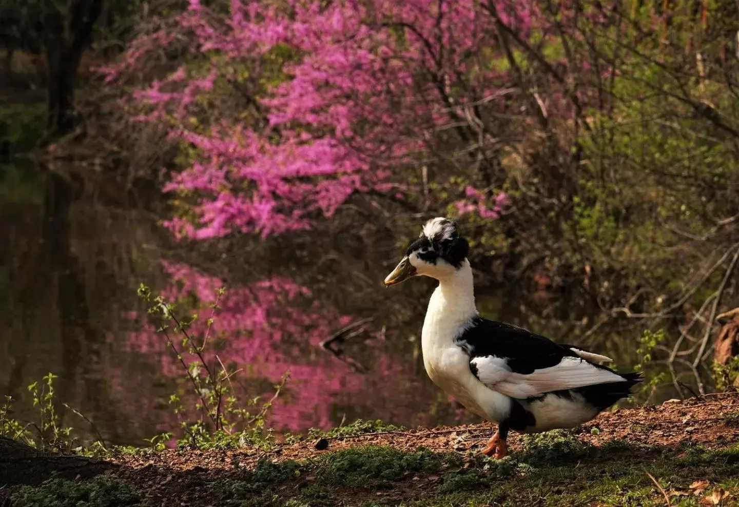 Other Animals in The Monastery at Forest Lake