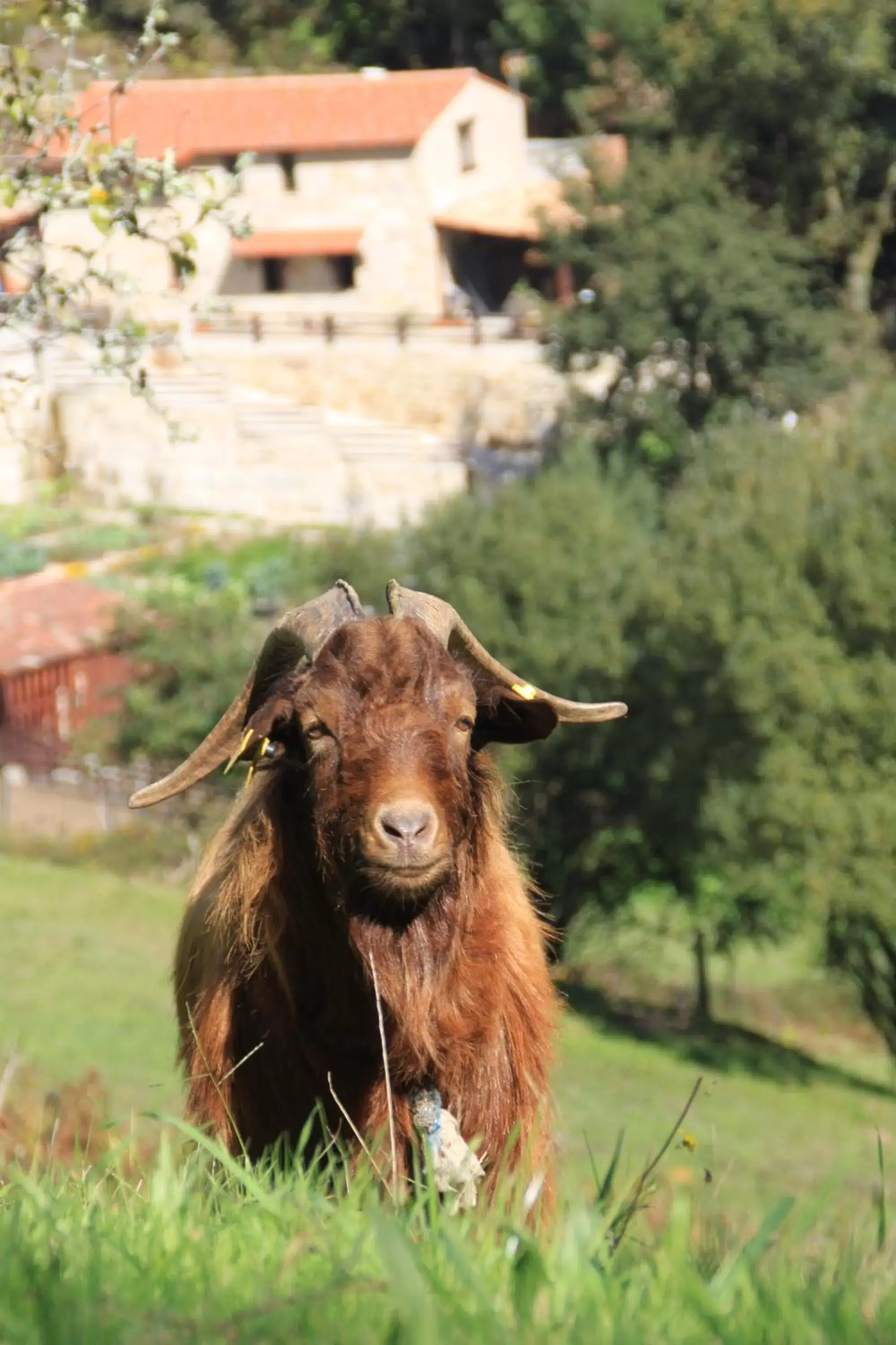 Animals, Pets in Hotel a Ecogranxa