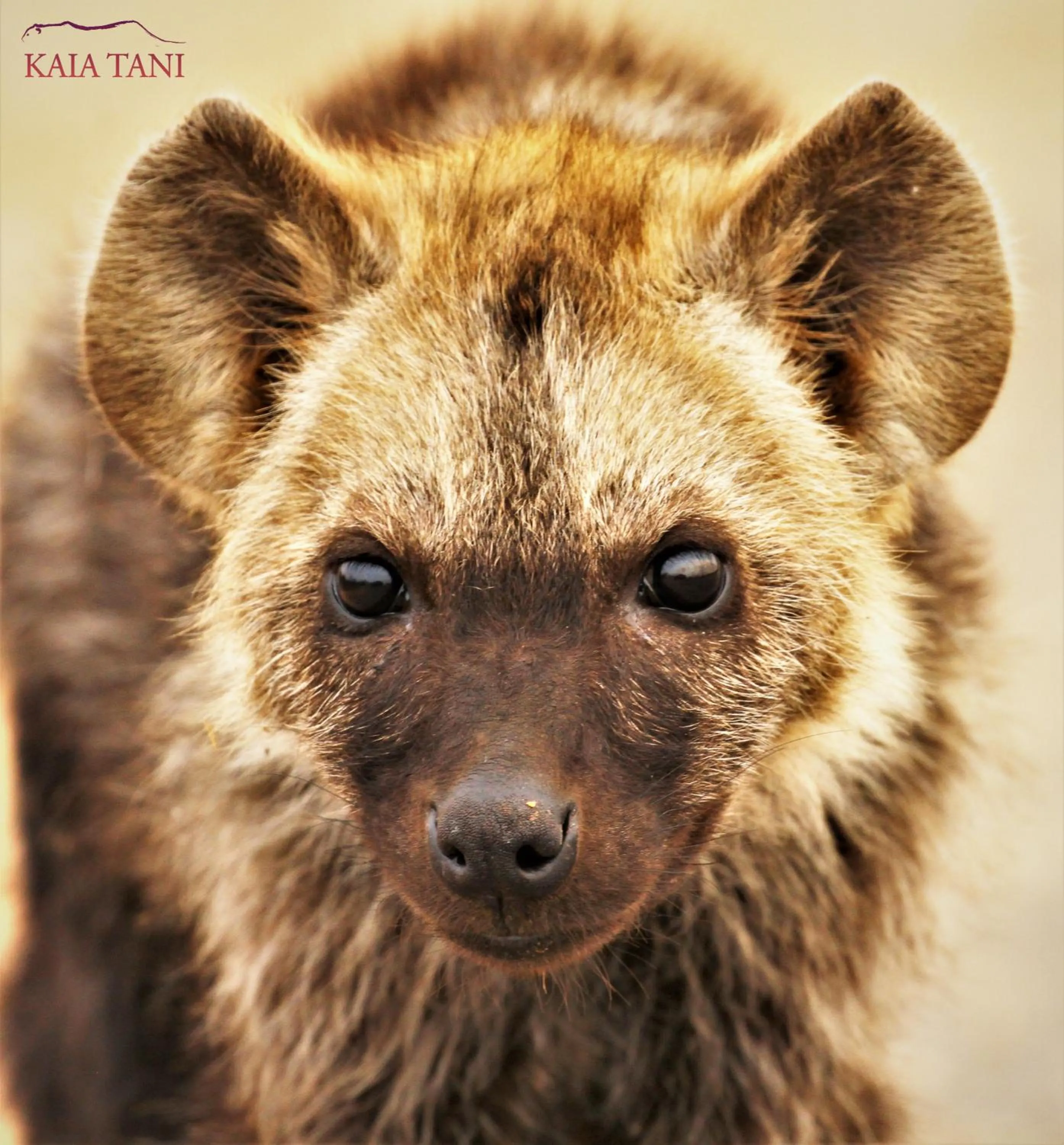 Animals in Kaia Tani Exclusive Guesthouse