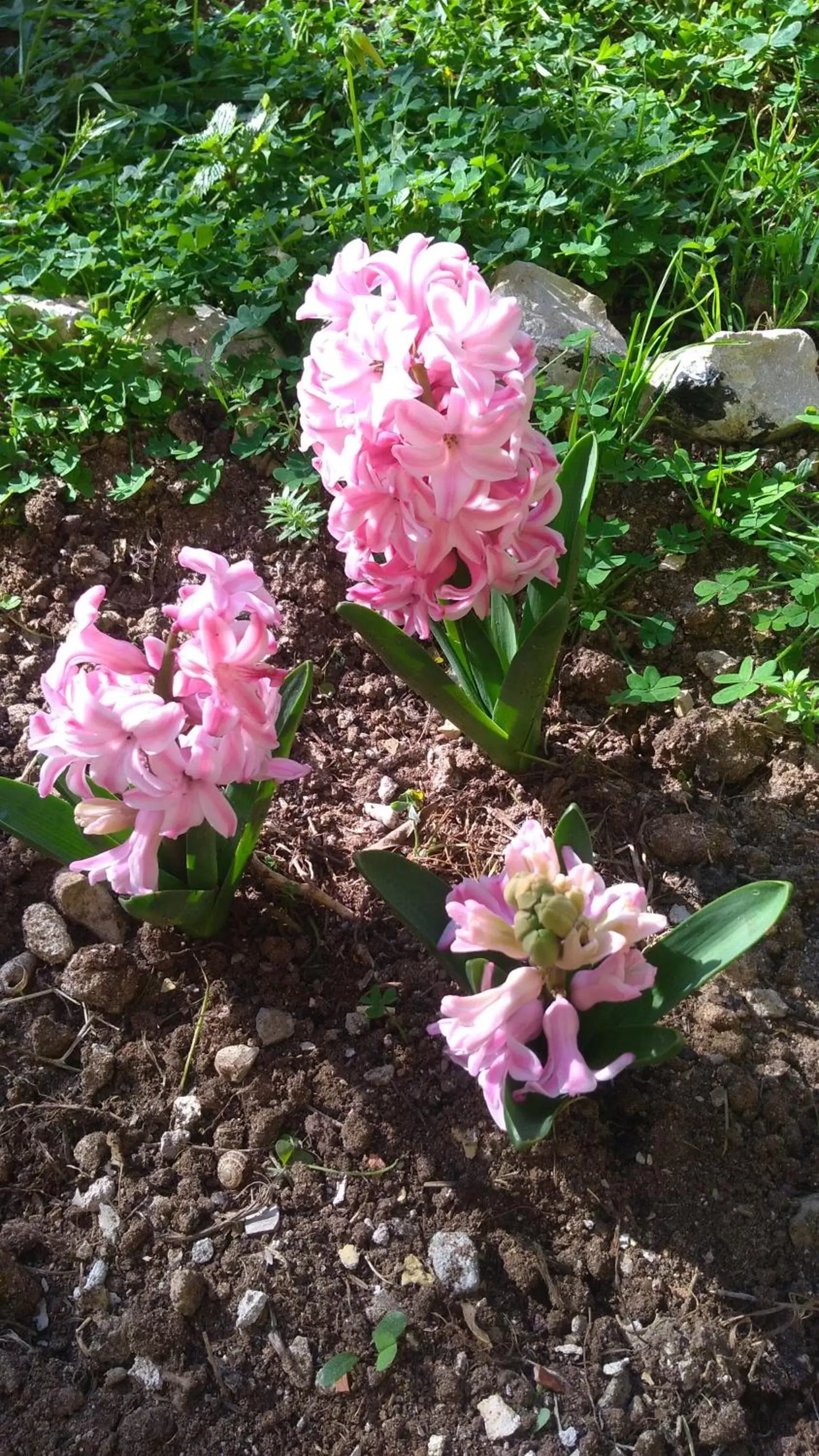 Garden in Lo Spicchio b&b