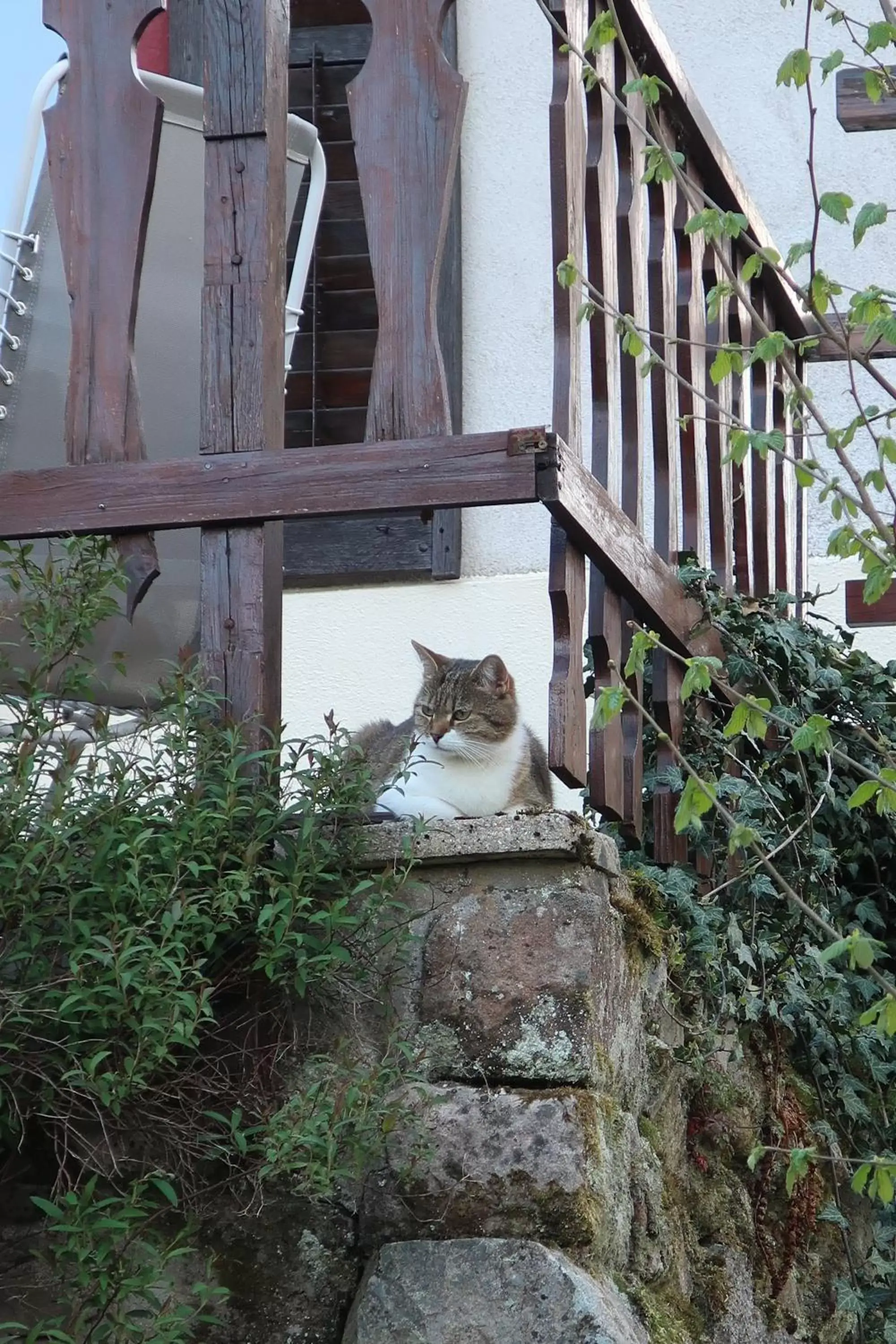 Animals in Gîte et chambres d'hôtes le Chêne